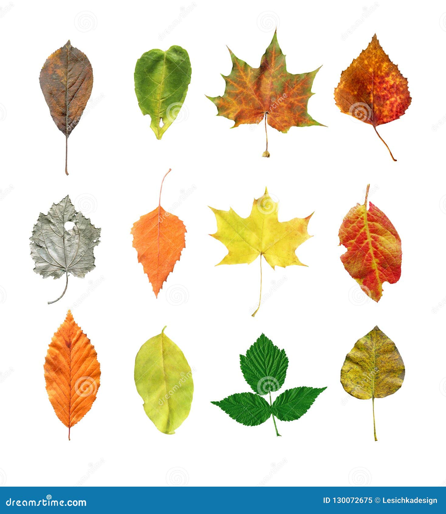 Autumn Leaves on a White Background Stock Image - Image of green ...