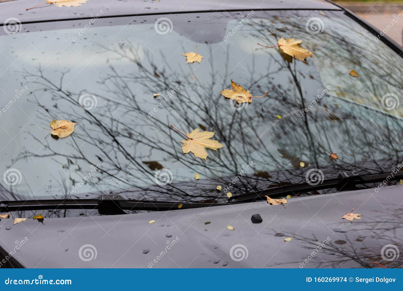 Autumn Leaves on the Windshield of a Dark Car Stock Photo Image of