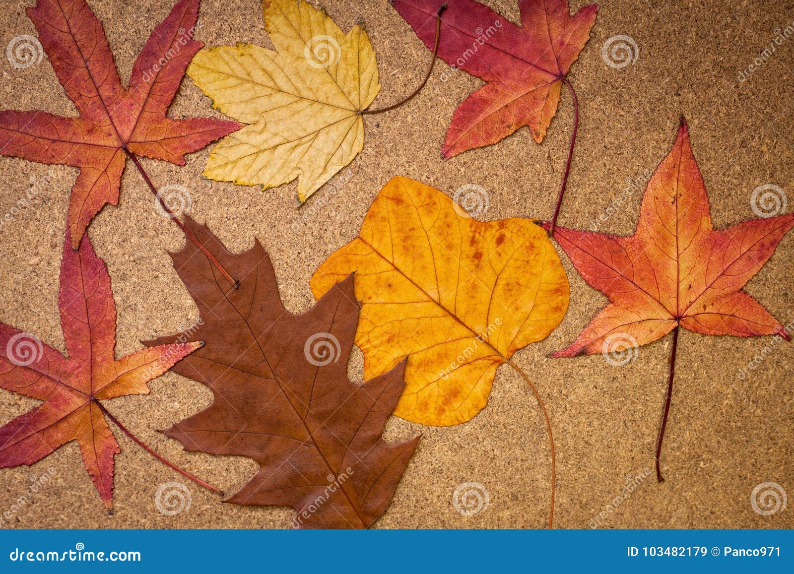 autumn leaves on wooden