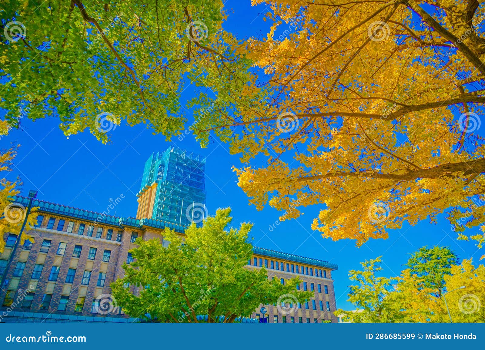 autumn leaves on yokohama / nihon odori