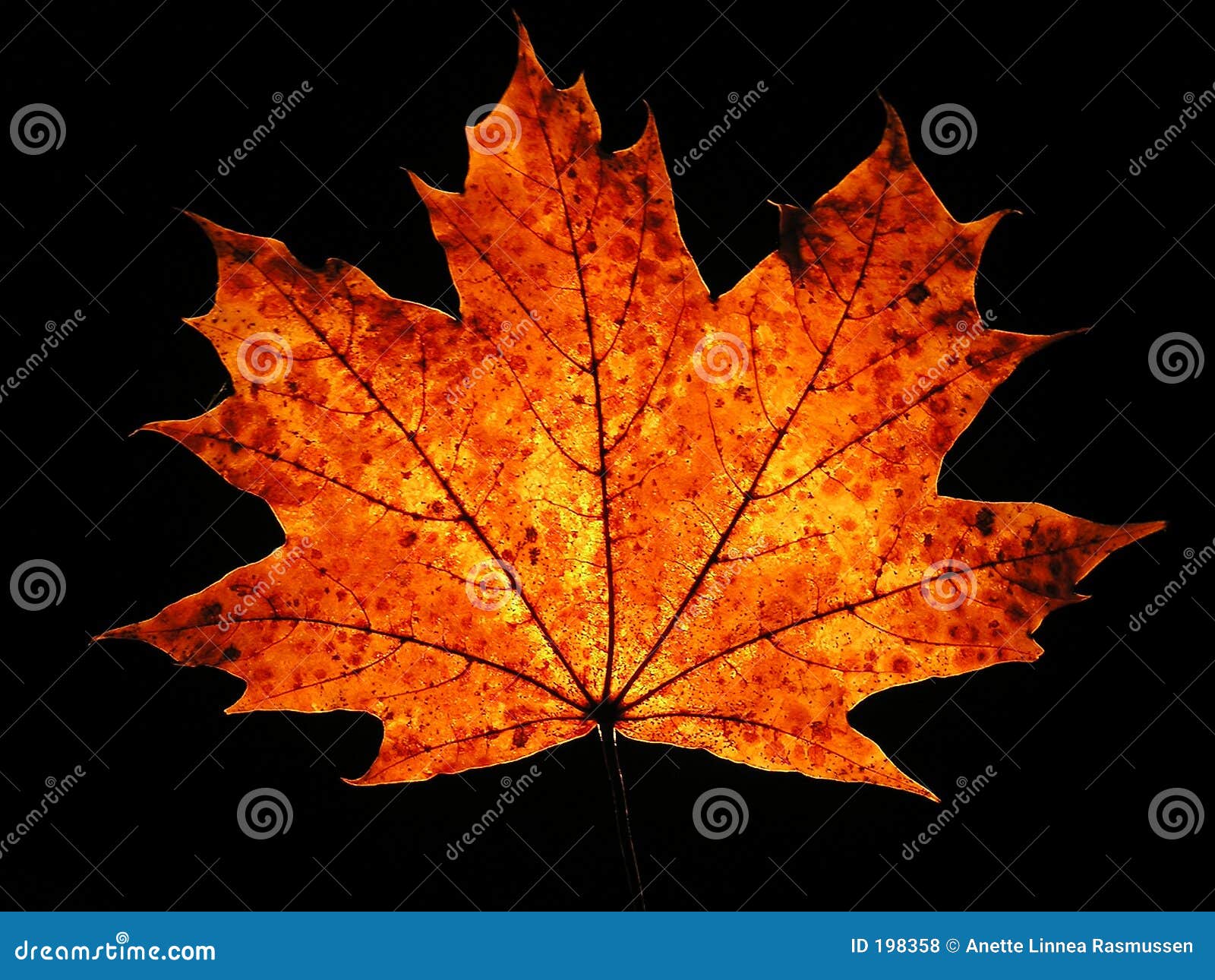 Free Autumn Leaves Photos and Vectors