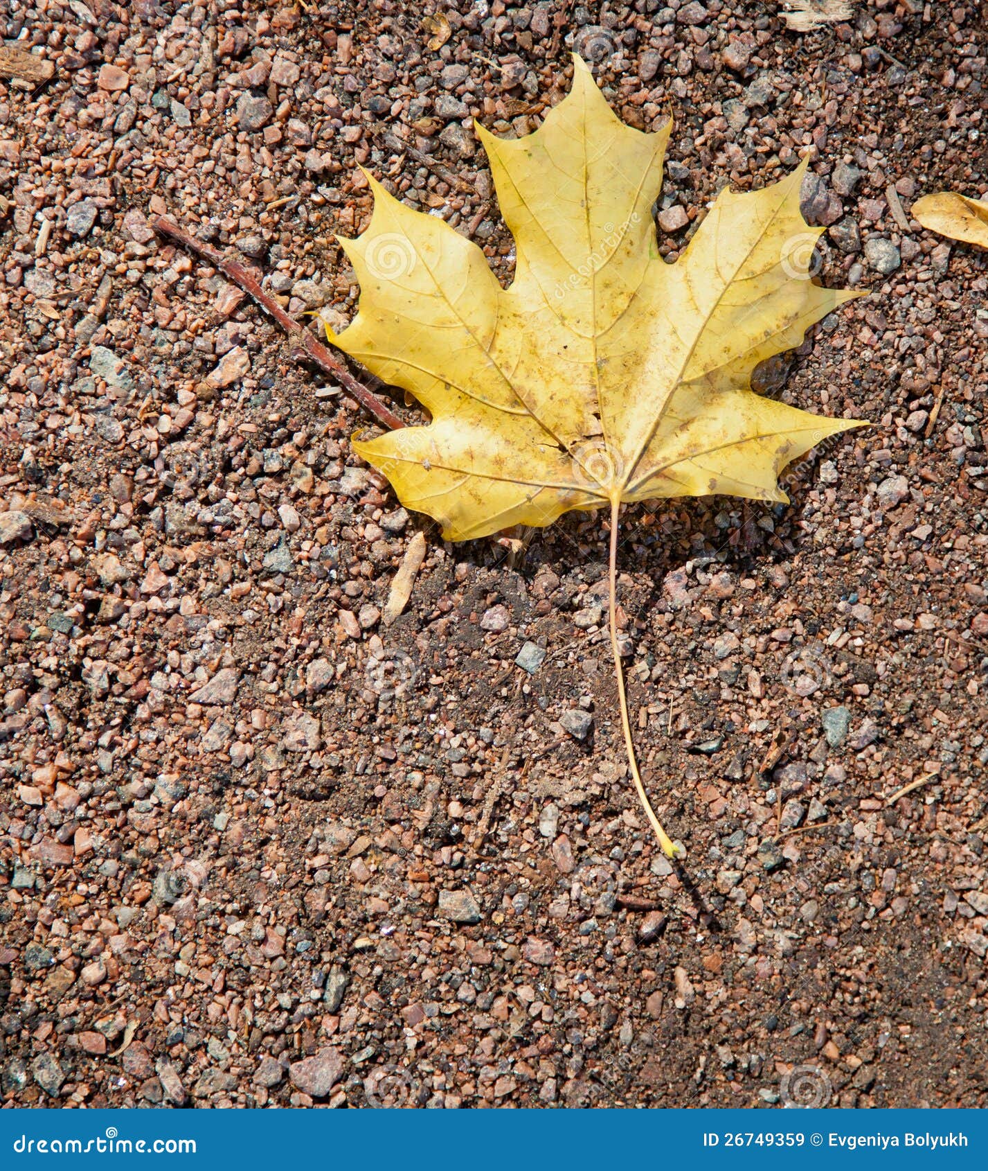 Autumn Maple Leaf on the Ground
