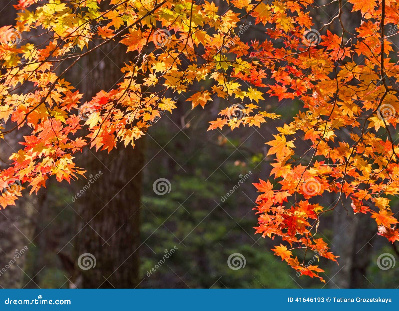 autumn, maple leaves, autumnal foliage