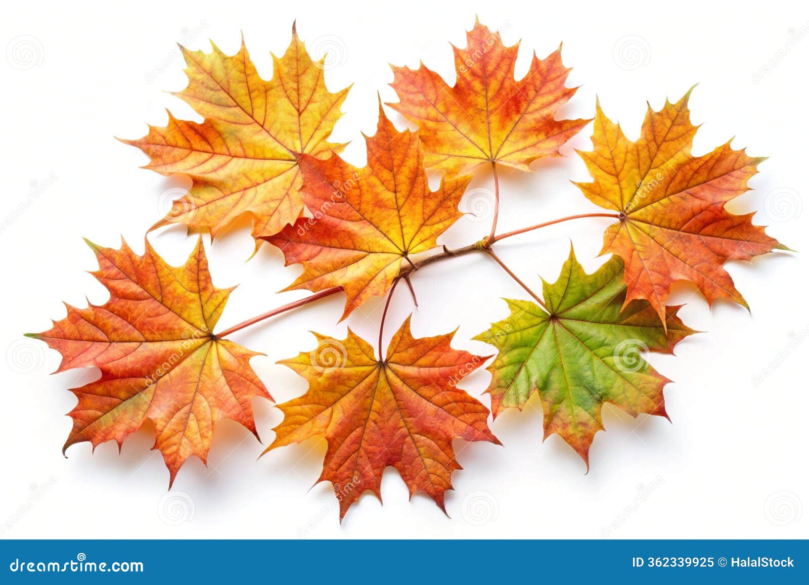 autumn maple leaves branch  on white background