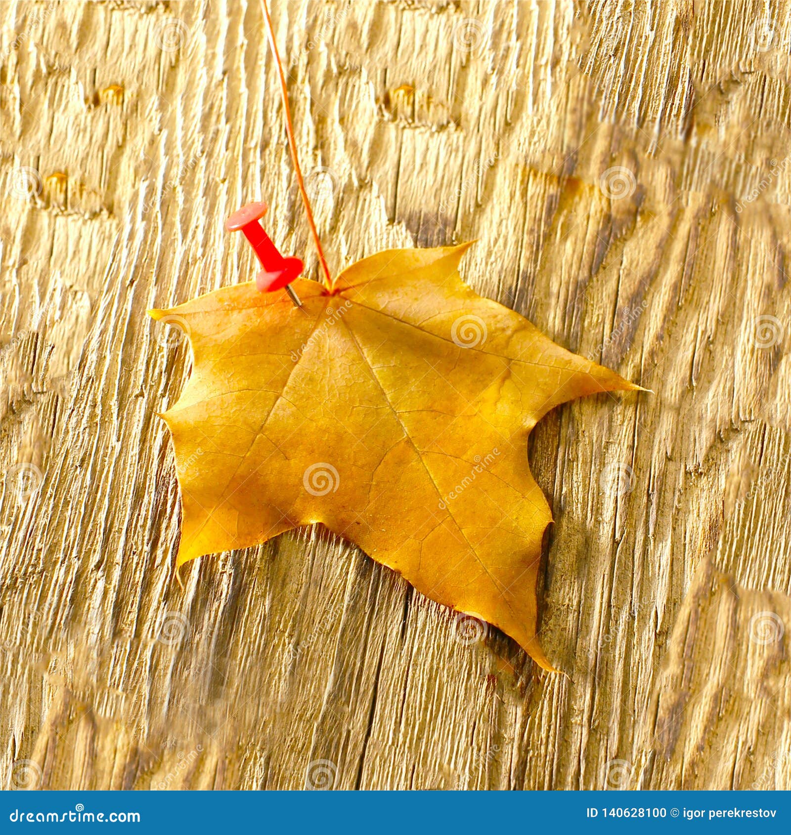 Autumn Maple Leaves Clipart On Wooden Table Falling Leaves Natural Background Stock Photo Image Of Natural Clipart
