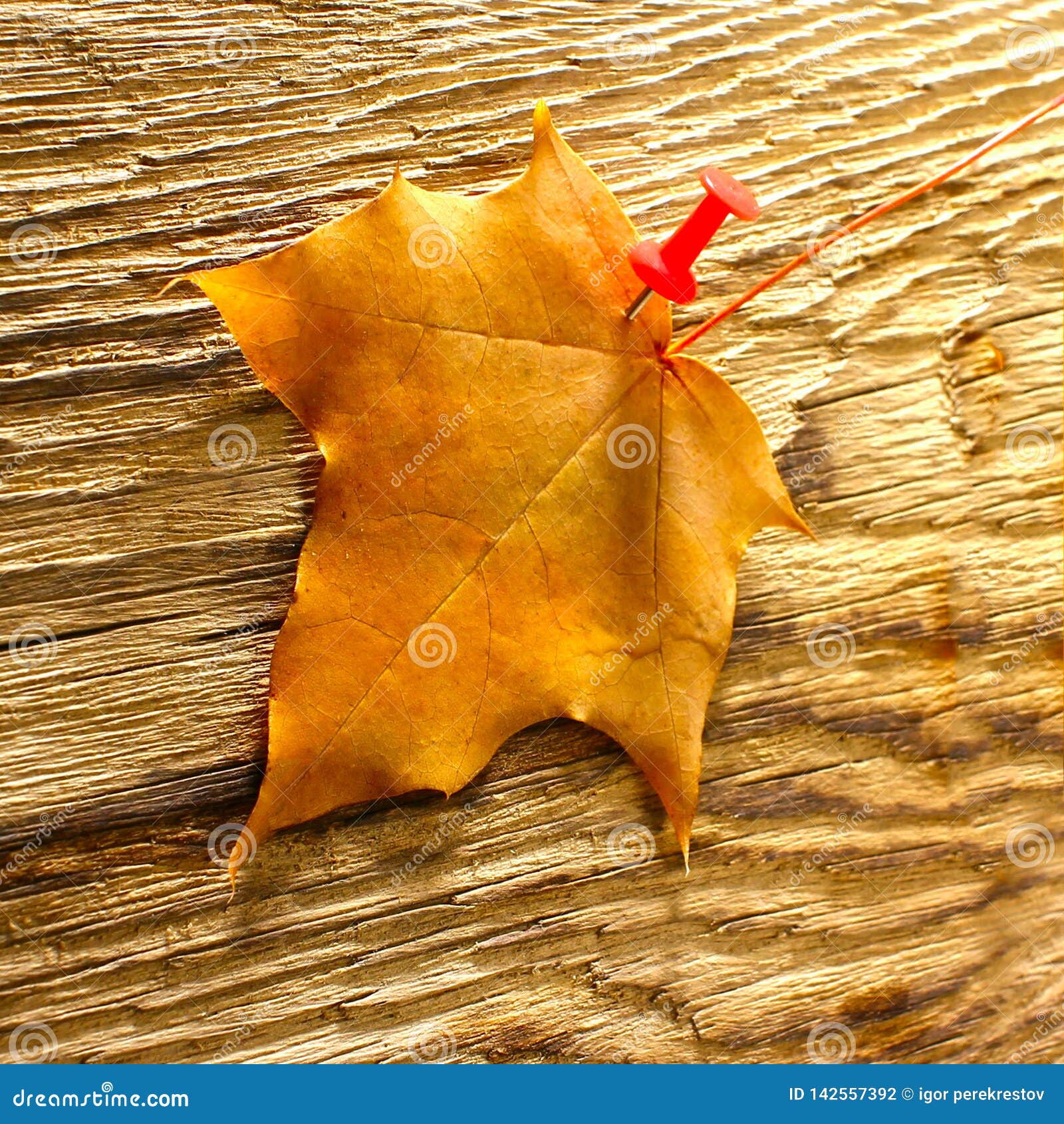 Autumn Maple Leaves Clipart On Wooden Table Falling Leaves Natural Background Stock Photo Image Of Forest Fall