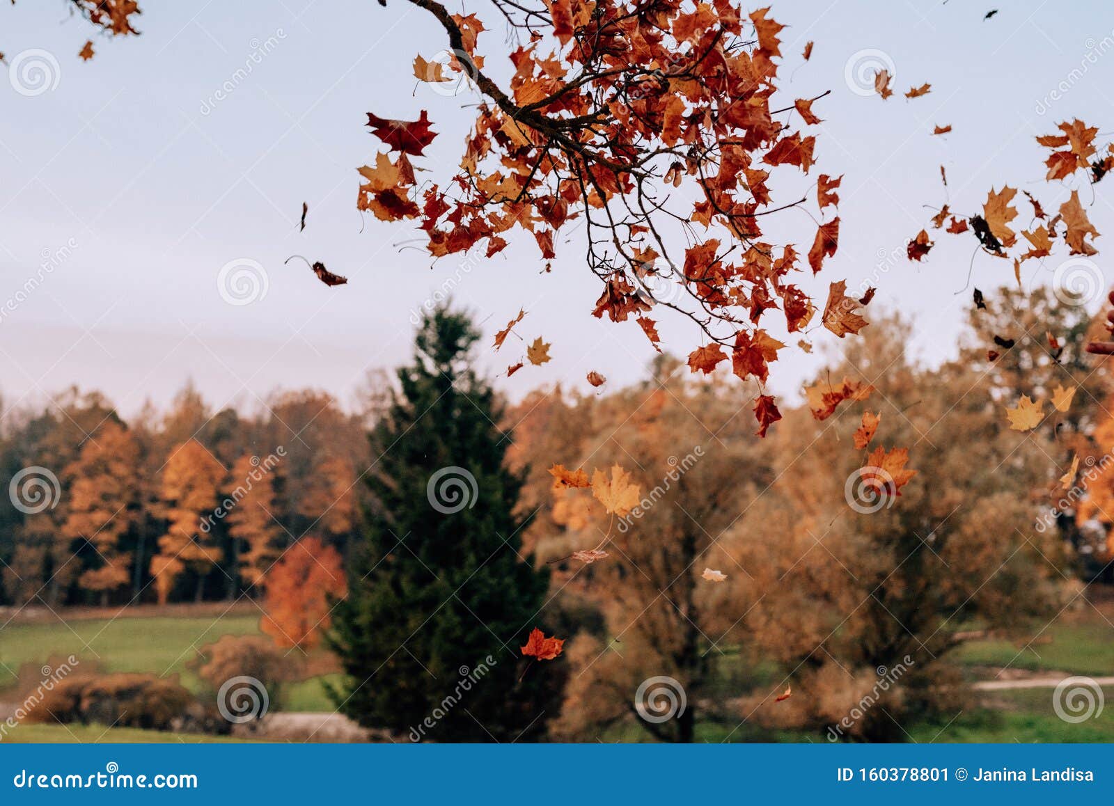 Autumn Maple Leaves Falling From A Tree In A Park With Green Grass And Yellow Leaves Evening Beautiful Foliage Leaves In Stock Image Image Of Forest Flora