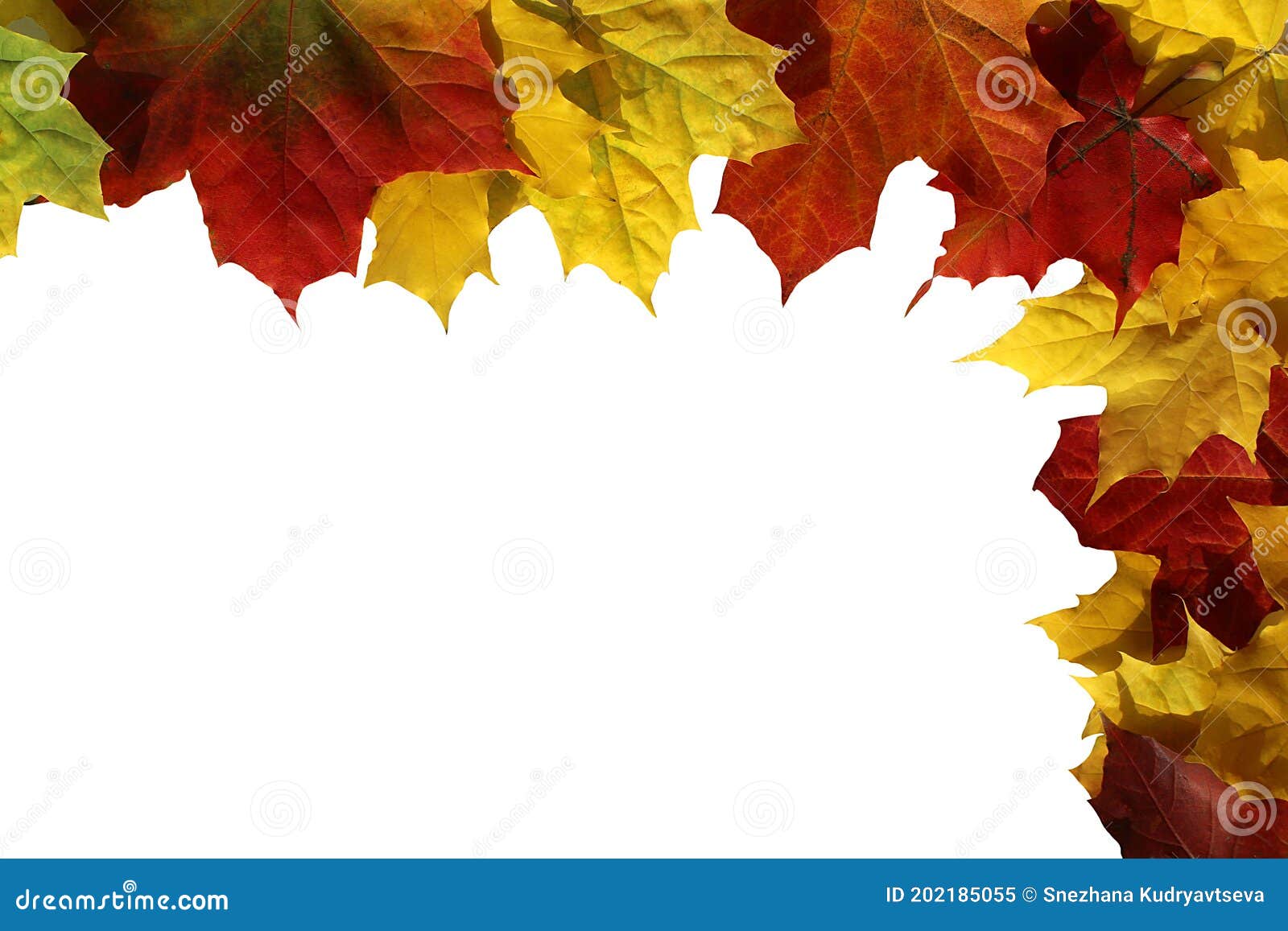 autumn maple leaves lie on a white background with place for text
