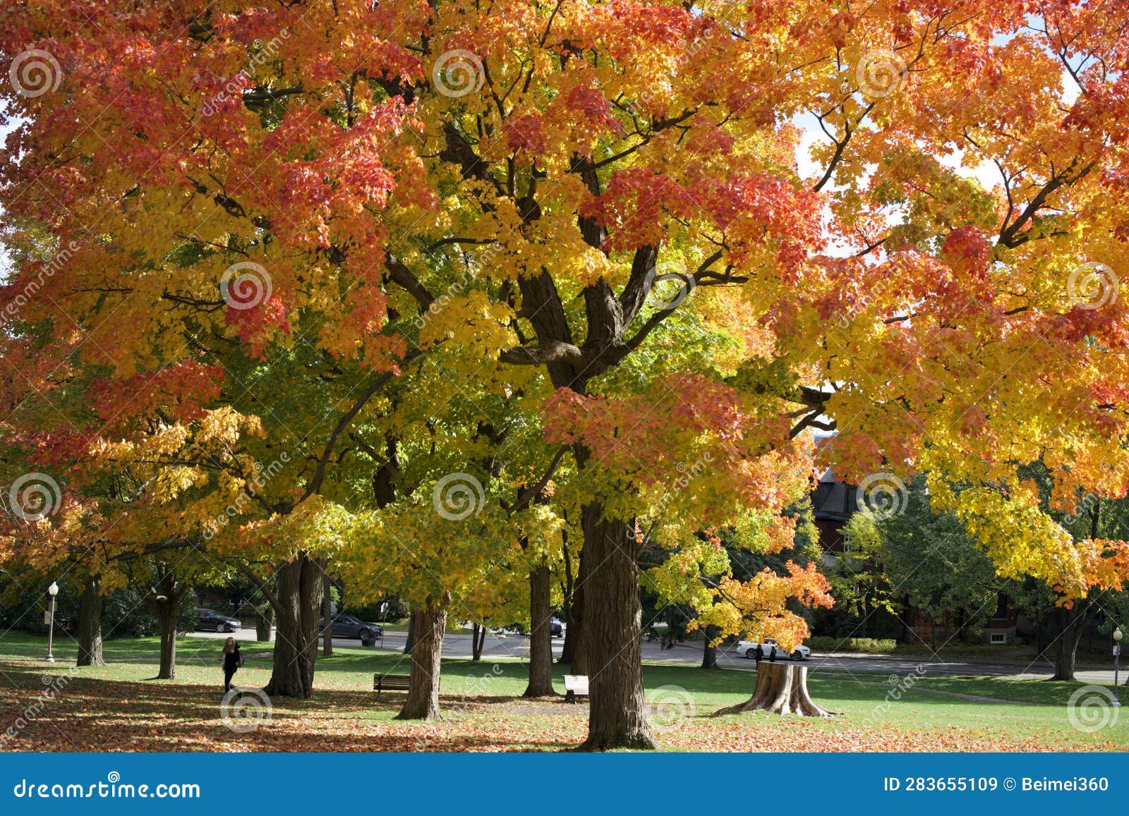 Autumn Maple Leaves in Montreal, Canada Stock Image Image of maple