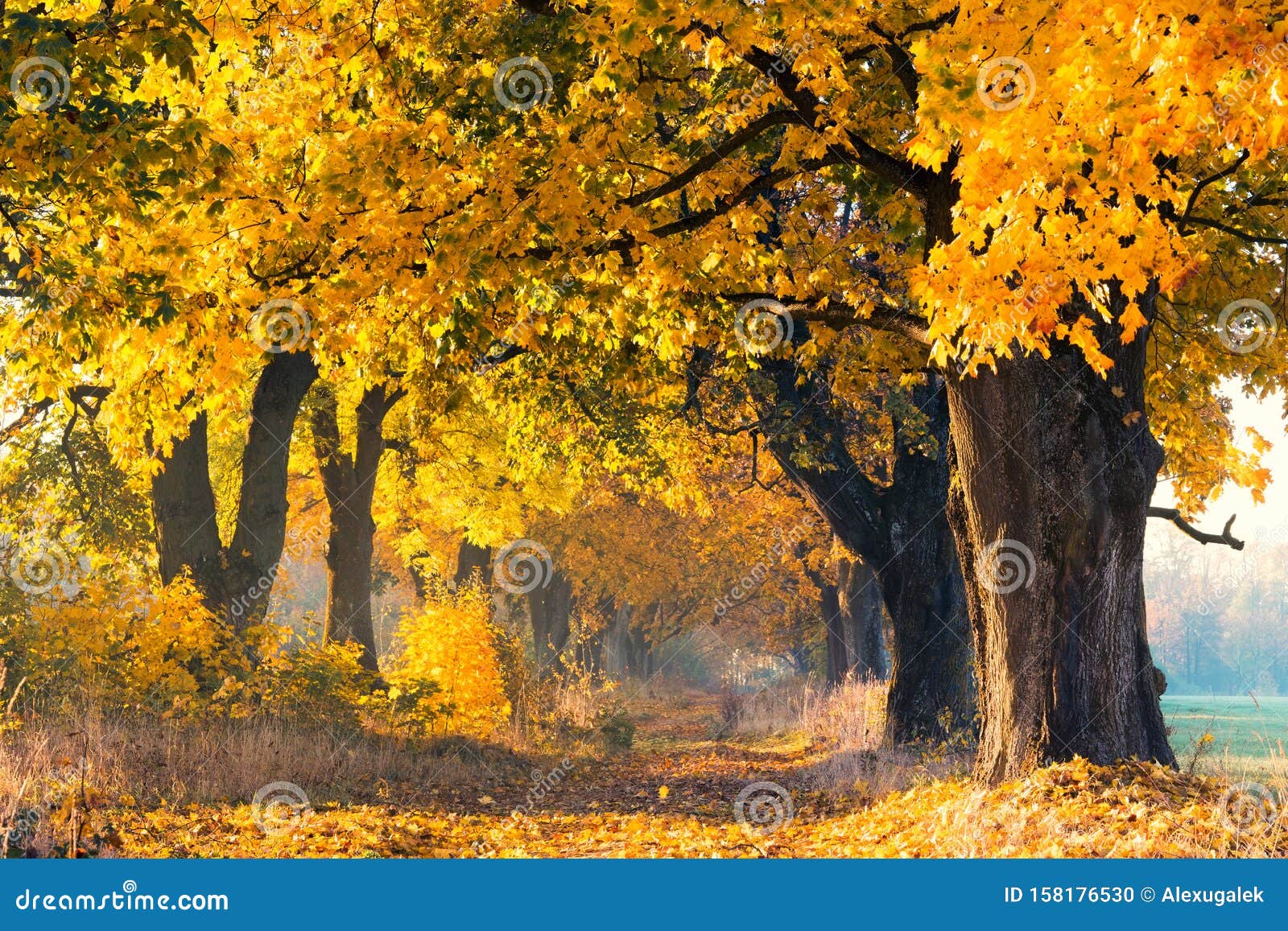 maple trees with yellow leaves maple trees with yellow leaves