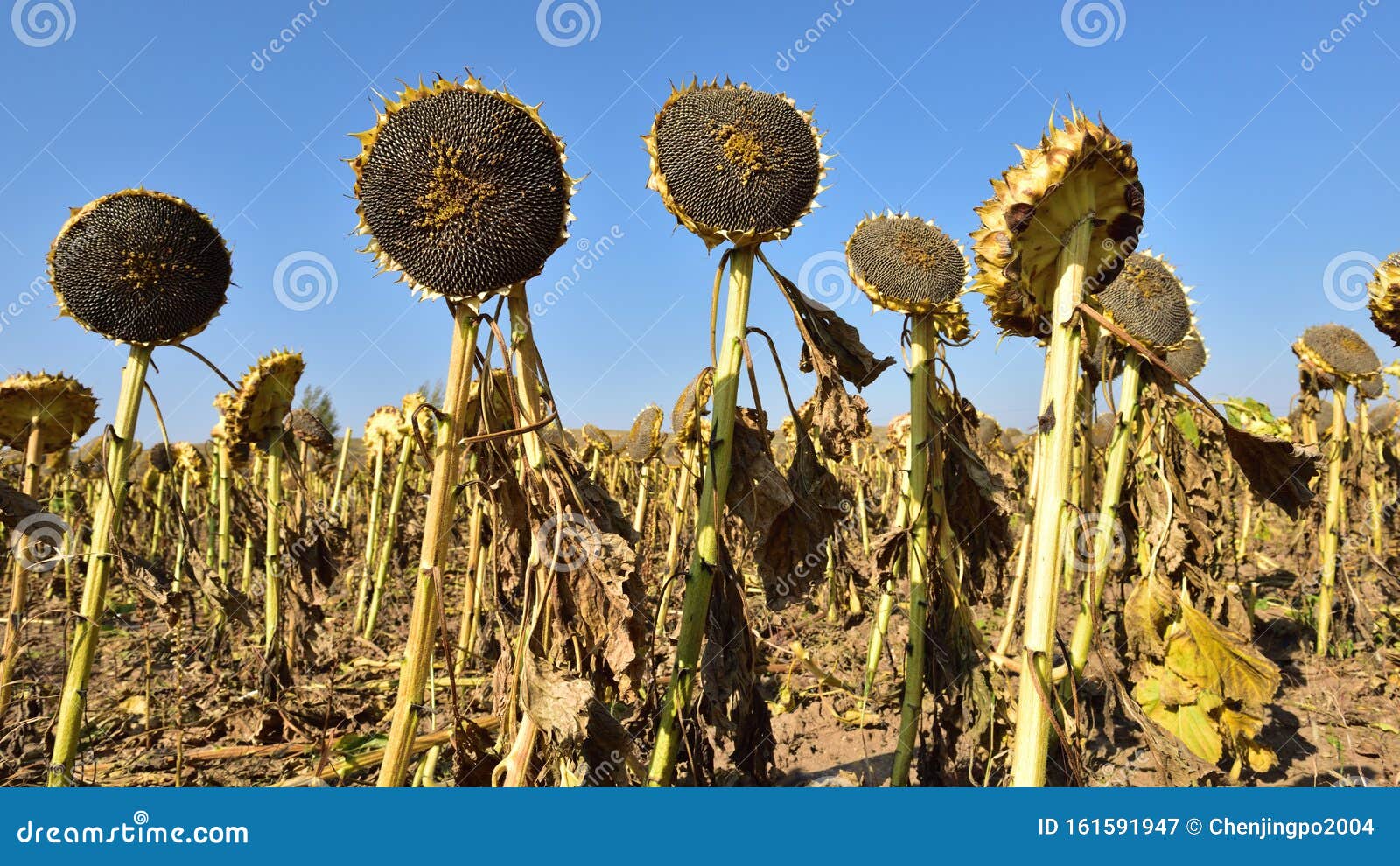 Mature sunflower seeds stock image. Image of crop, fruit - 161591947