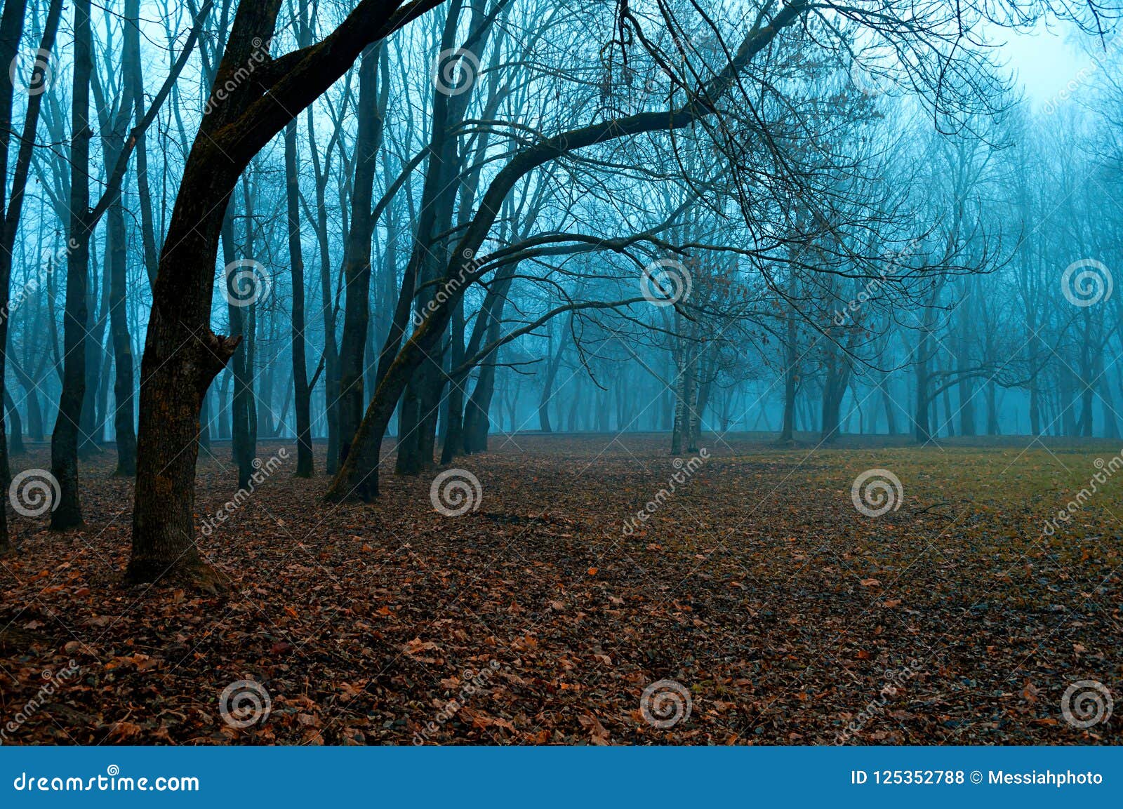Autumn Misterious Landscape - Foggy Forest with Bare Trees and Fallen