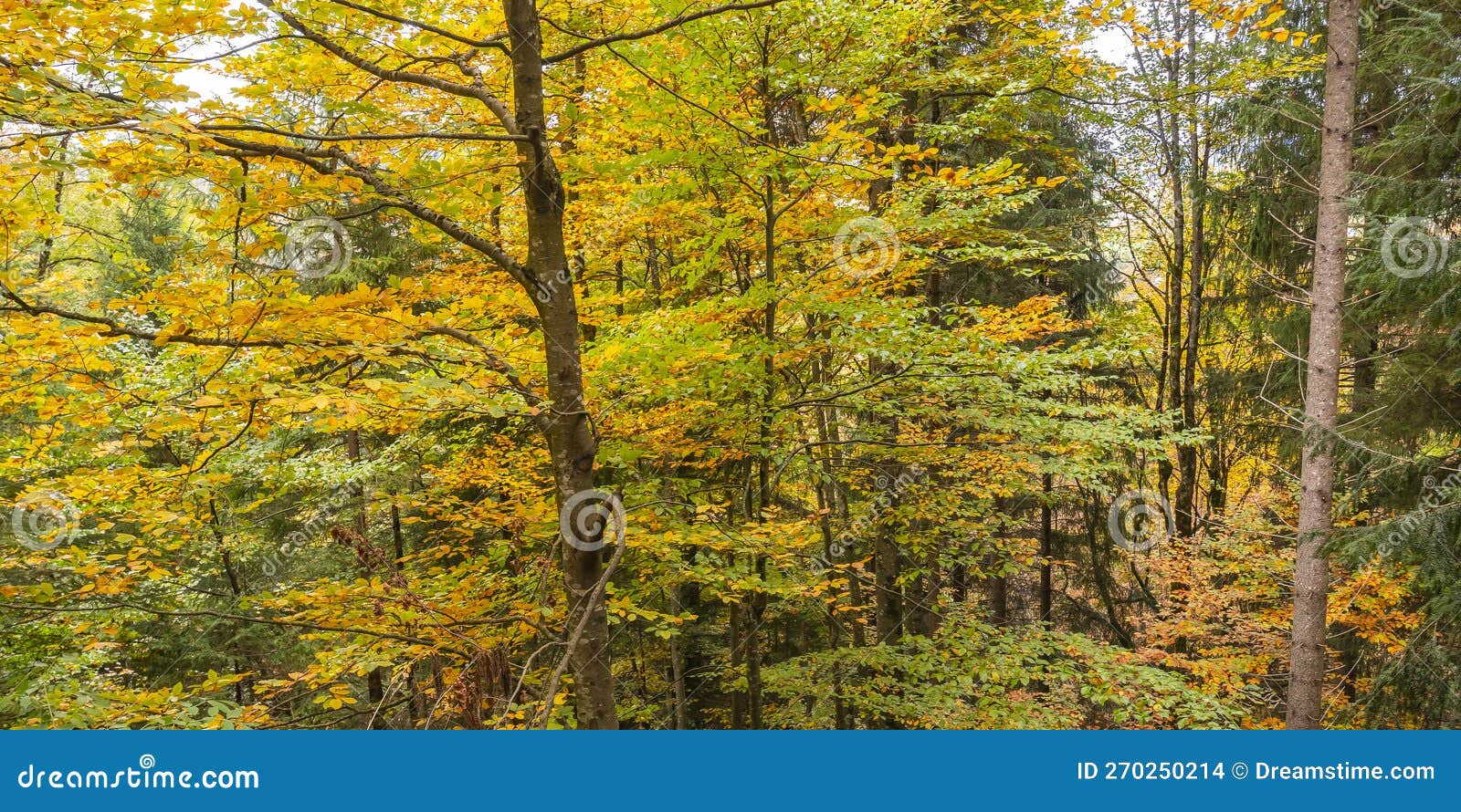 autumn mixed forest, fÃ¼ssen, germany