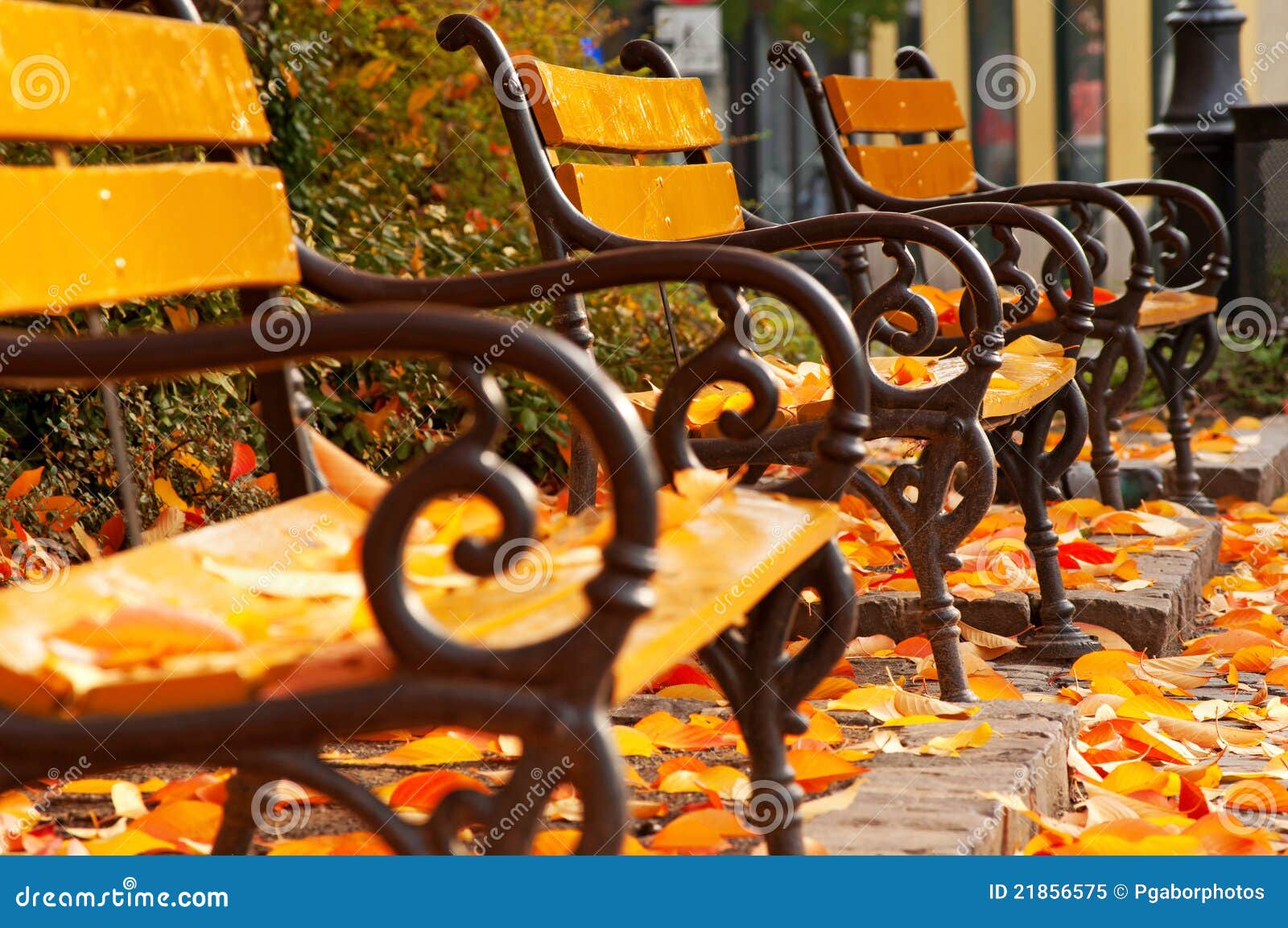 Autumn mood with benches in park