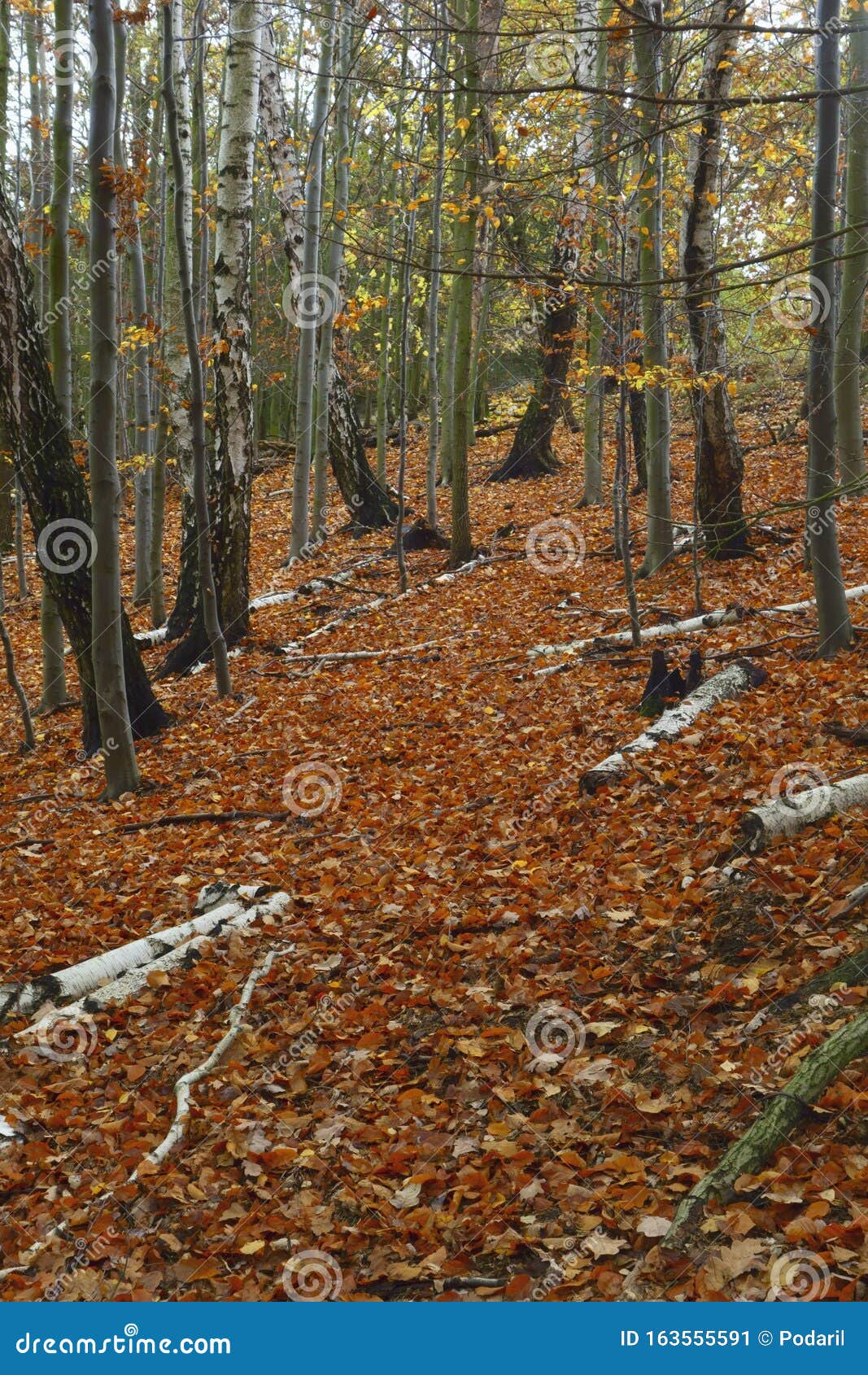 Autumn mood stock image. Image of autumn, nookis, leaves - 163555591