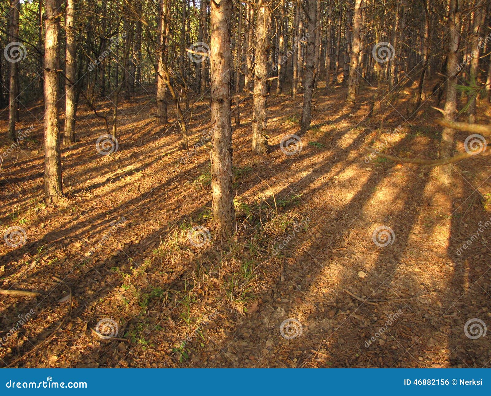 Autumn moods stock photo. Image of land, trees, fall - 46882156