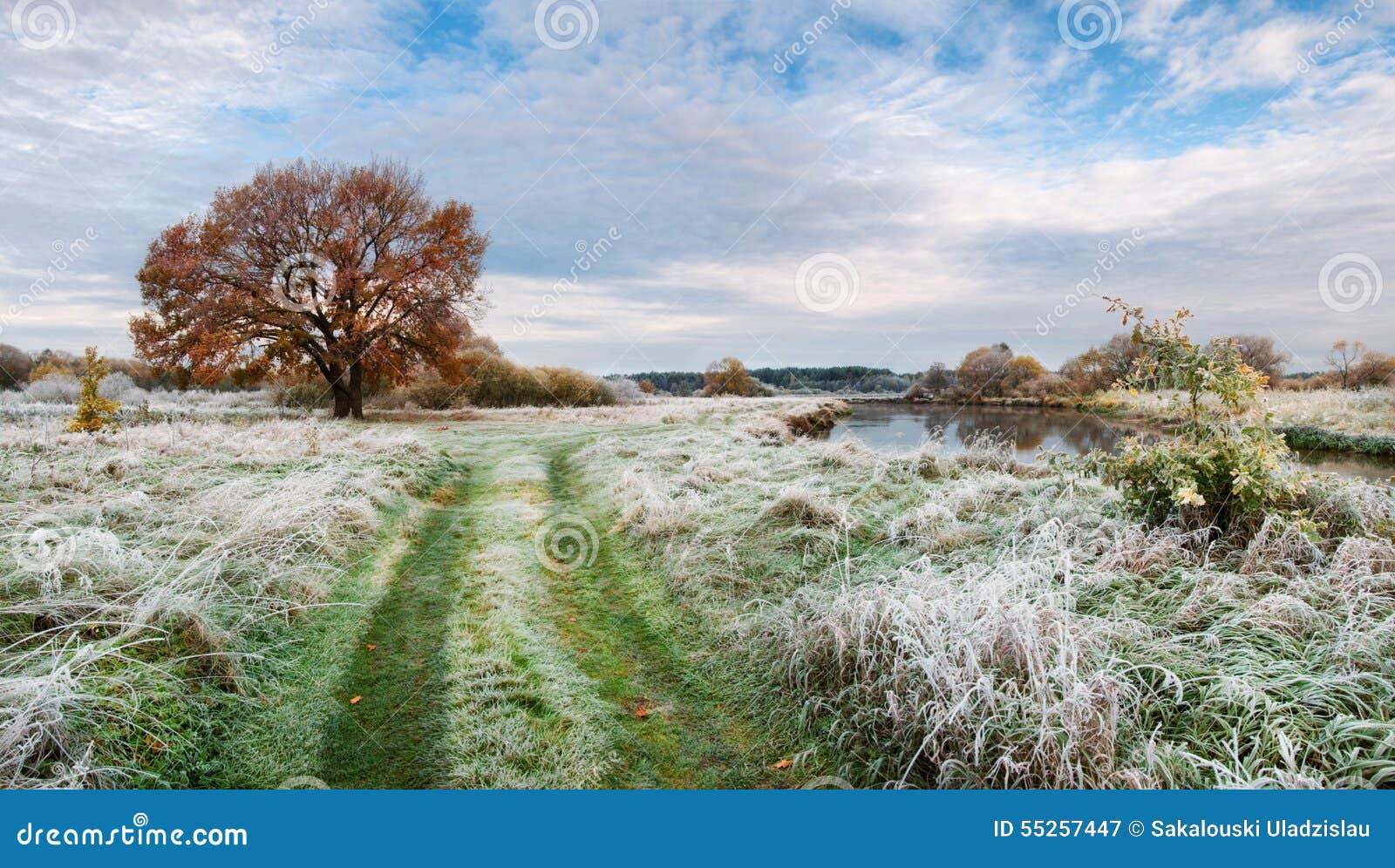 belarus.autumn morning landscape with first frost on green grass, yellow lonely oak and small river.panorama with frosty grass