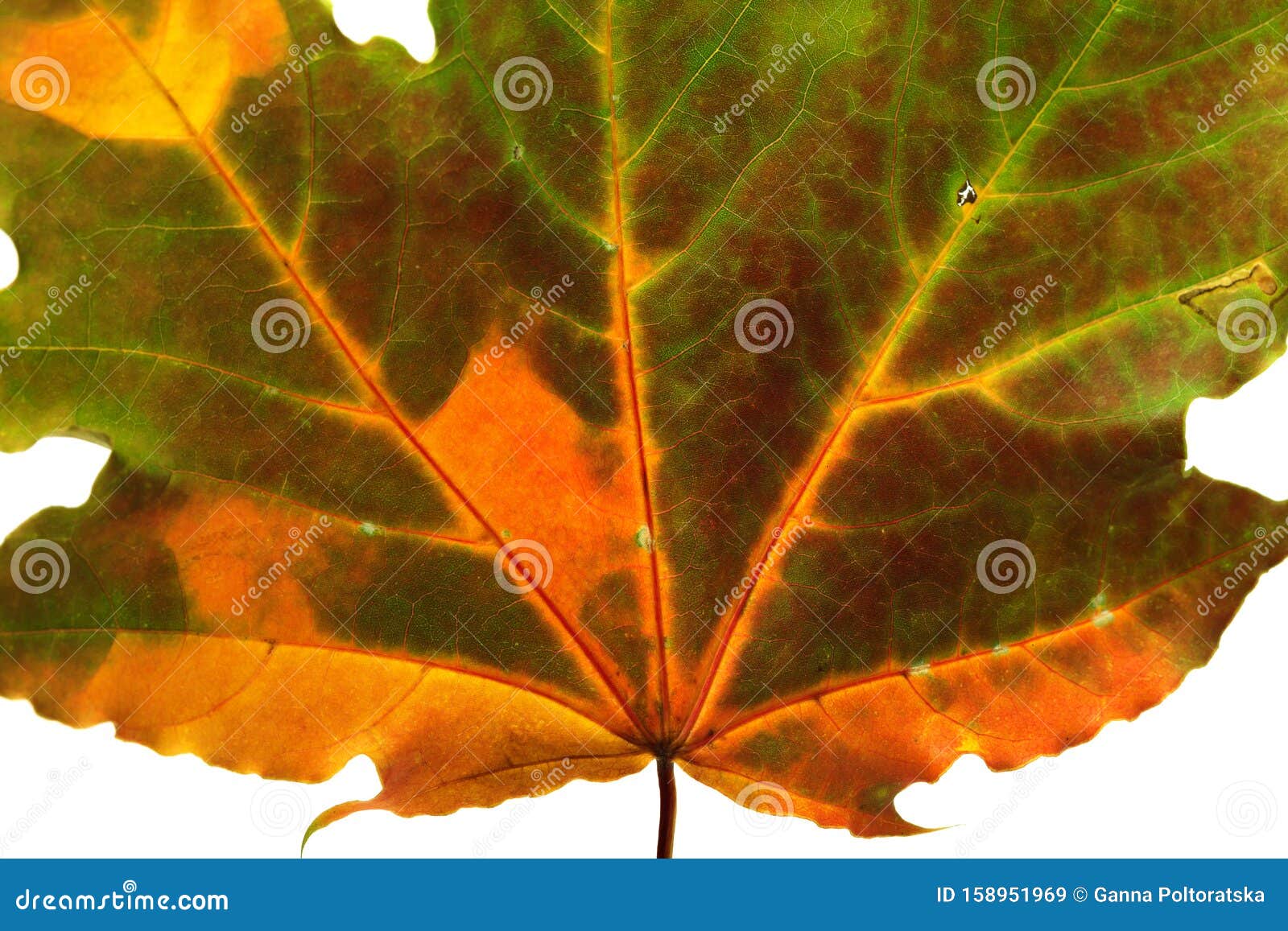 Autumn Multicolored Maple Leaf. Close-up View Stock Image - Image of
