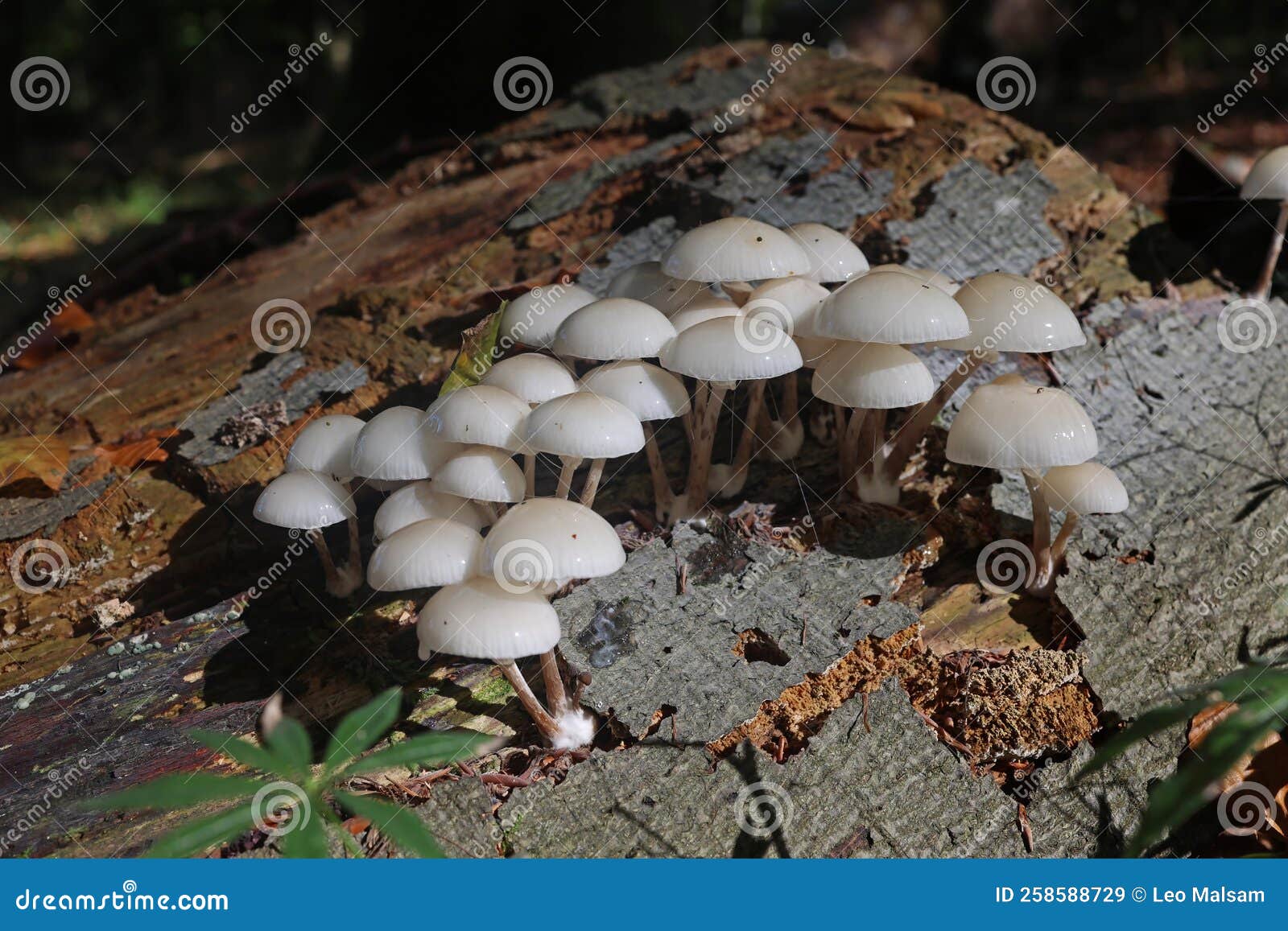 Autumn Mushrooms Grow in the Forest on a Stump Stock Image Image of