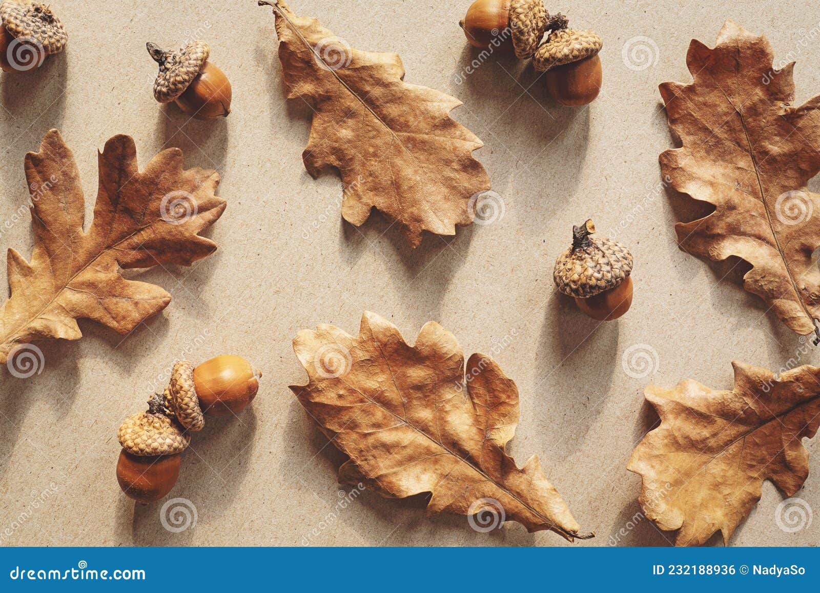 Nature Flat Lay with Brown Oak Leaves and Acorns Stock - Image of nature, flatlay: 232188936