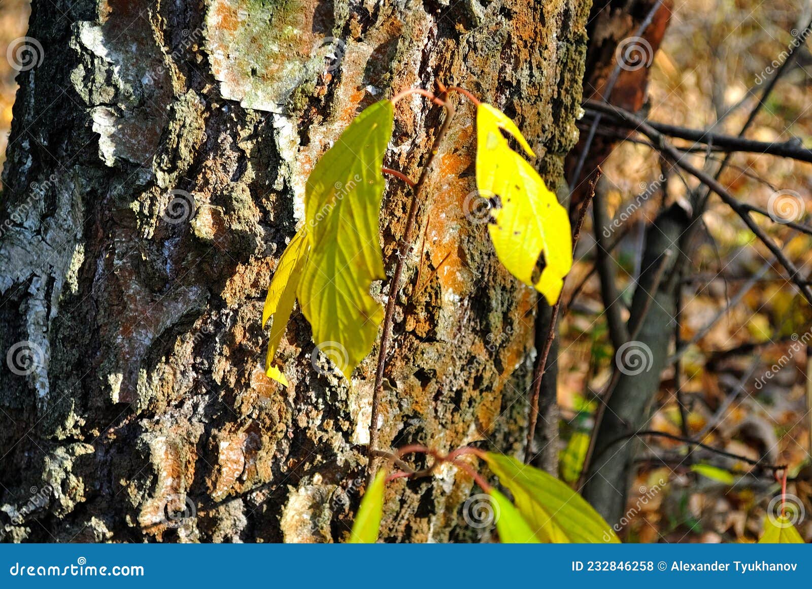 autumn nature in the forest