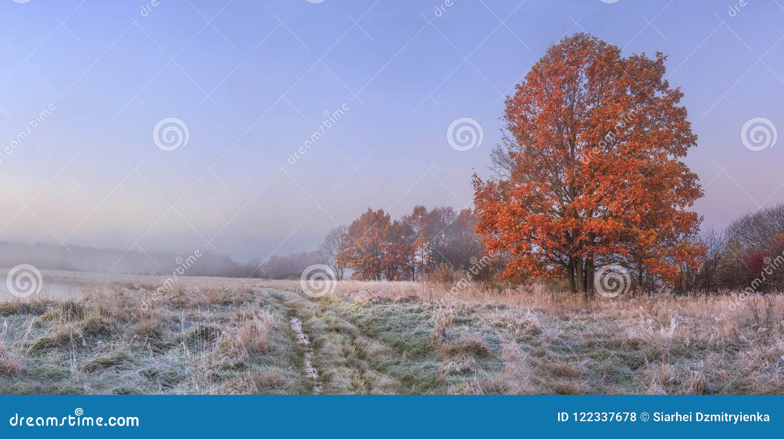 autumn nature landscape with clear sky and colored tree. cold meadow with hoarfrost on grass in november morning