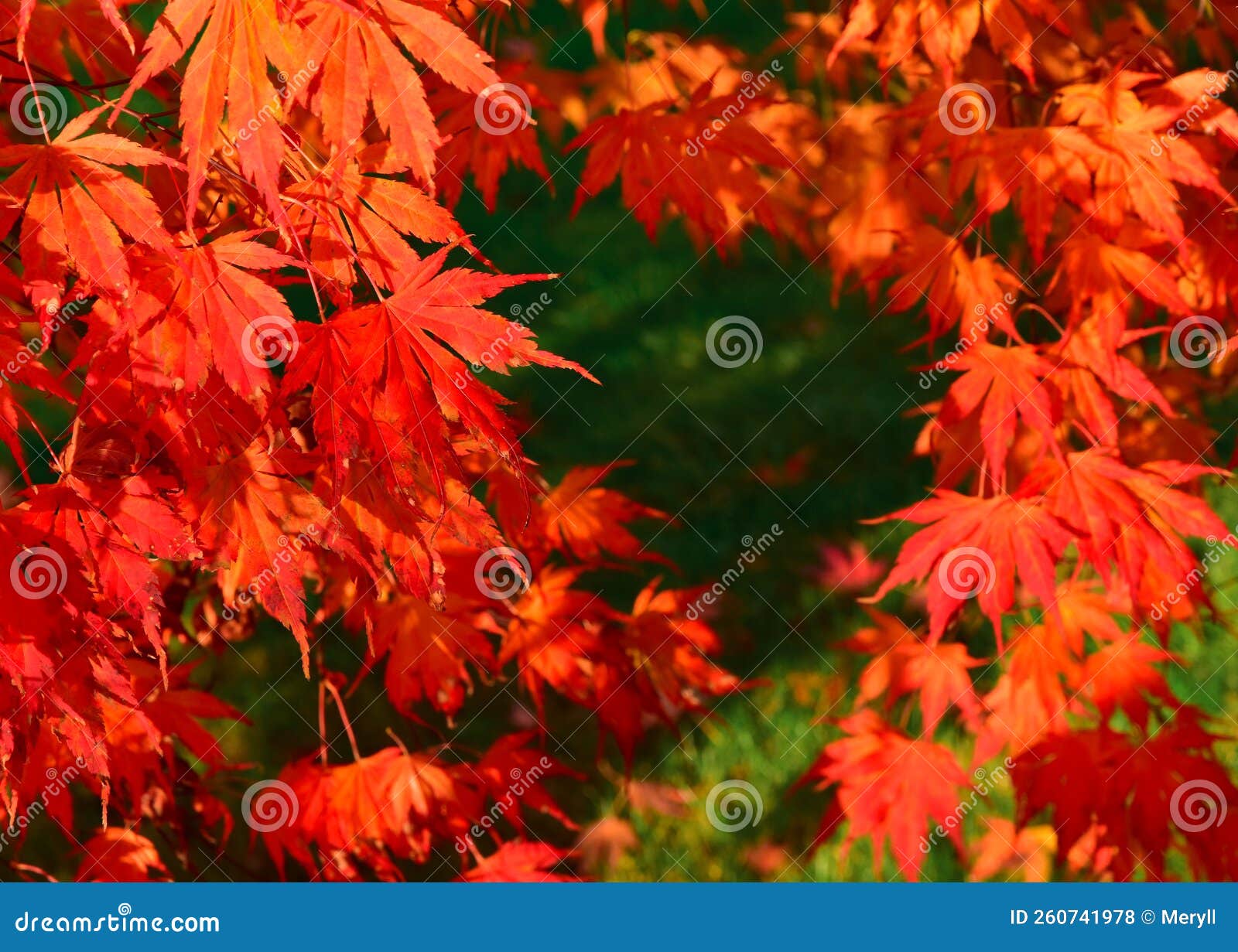 autumn nature red leaves backdrop