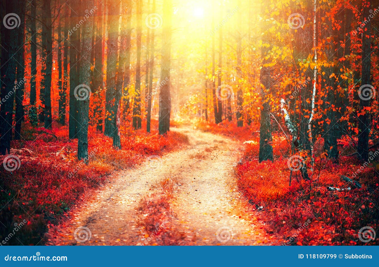 autumn nature scene. fantasy fall landscape. beautiful autumnal park with pathway