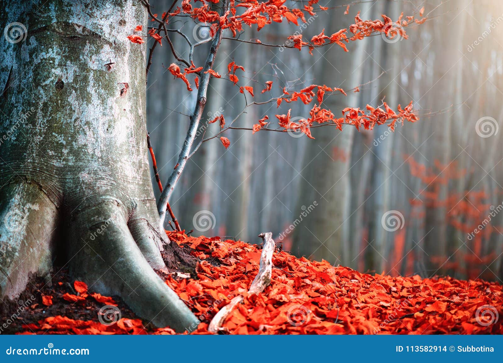 autumn nature scene. fantasy fall landscape. beautiful autumnal park with red leaves and old trees