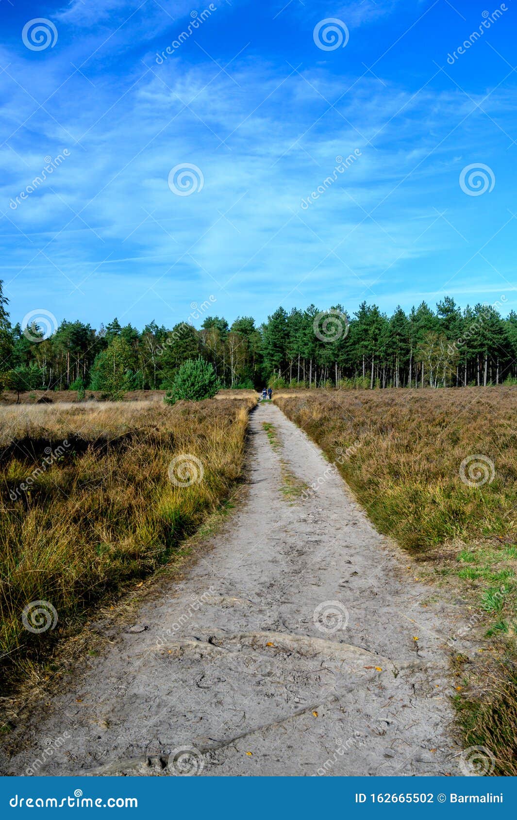 Autumn In North Brabant Landscape With Kempen Forest And Moorland In