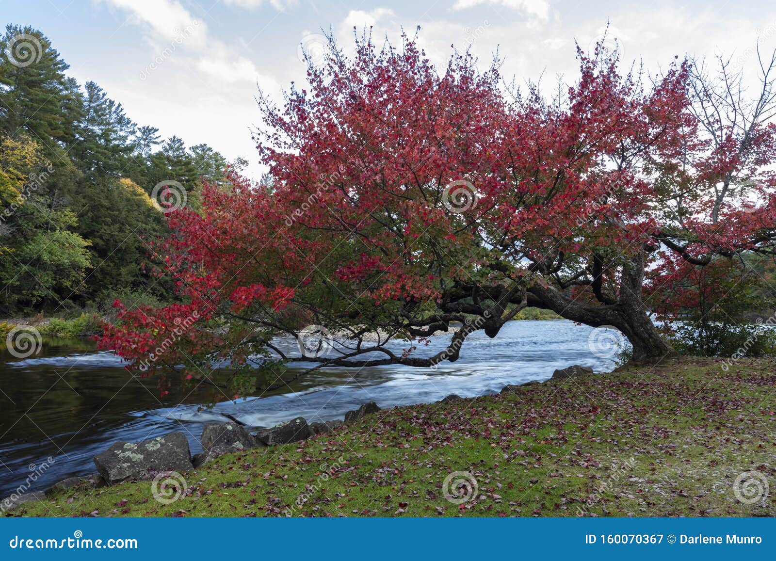 Autumn in Ontario stock image. Image of colorful, leaf 160070367