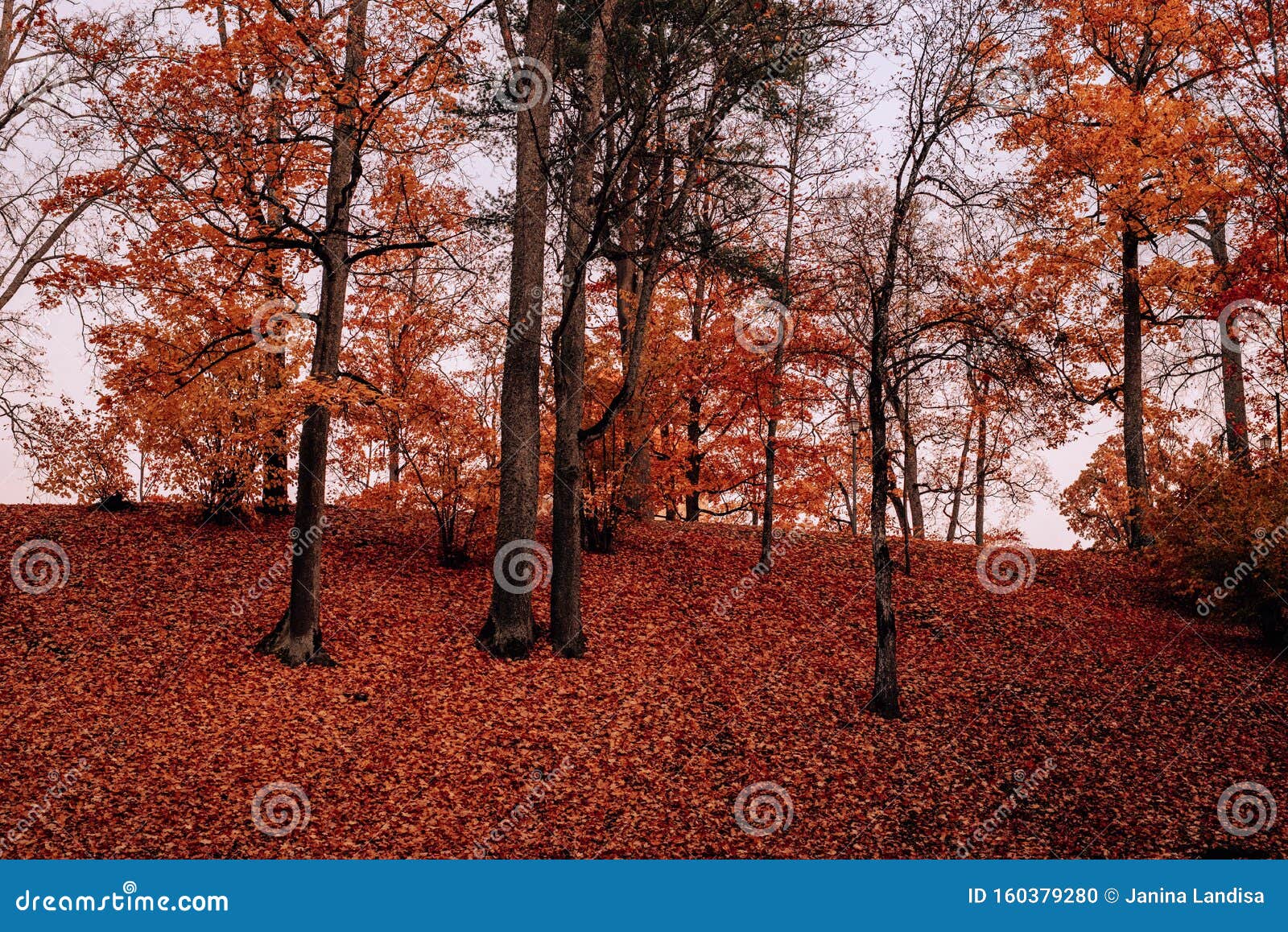 Autumn Orange Forest Trees In A Park With Yellow Leaves Covering Soil