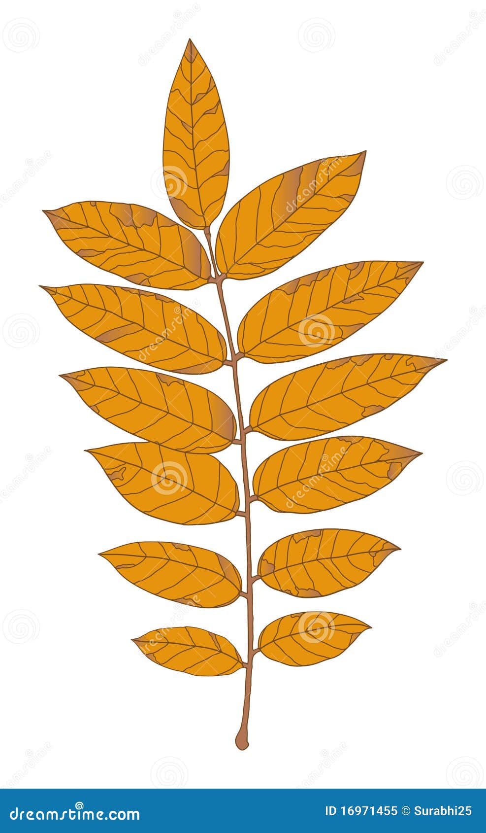Autumn orange leaf stock vector. Illustration of color 16971455