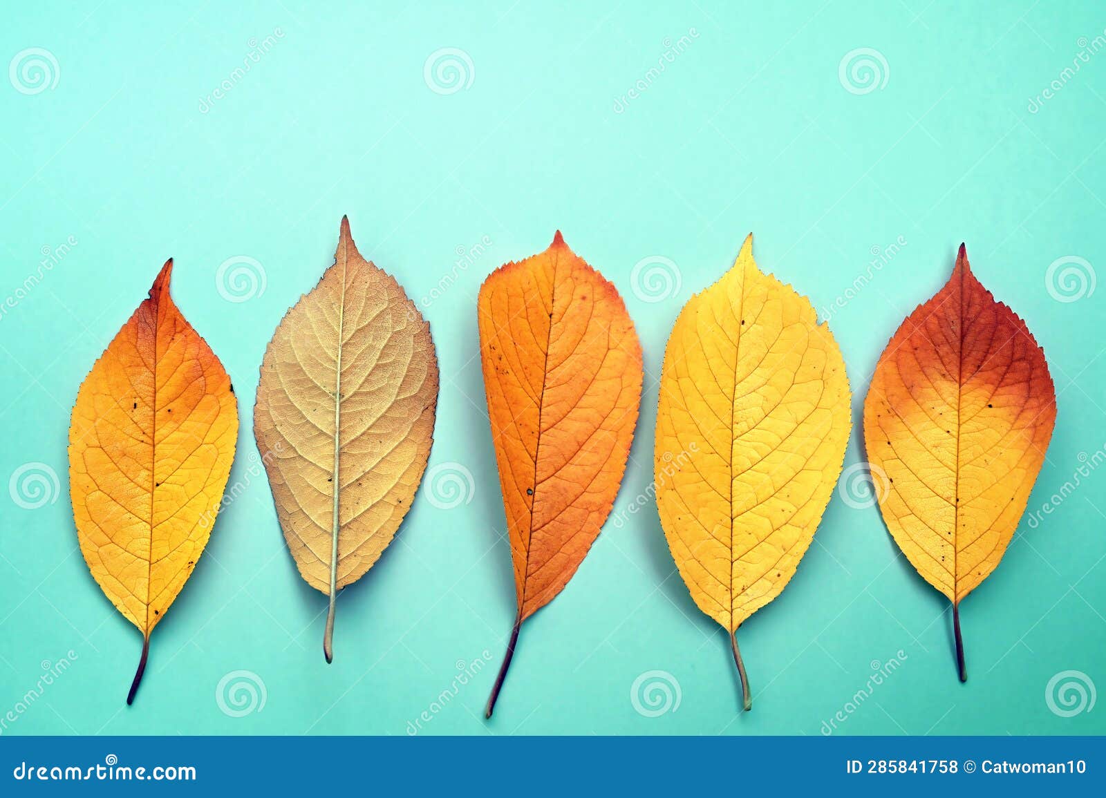 Autumn Orange Leaves on the Green Background Stock Photo Image of