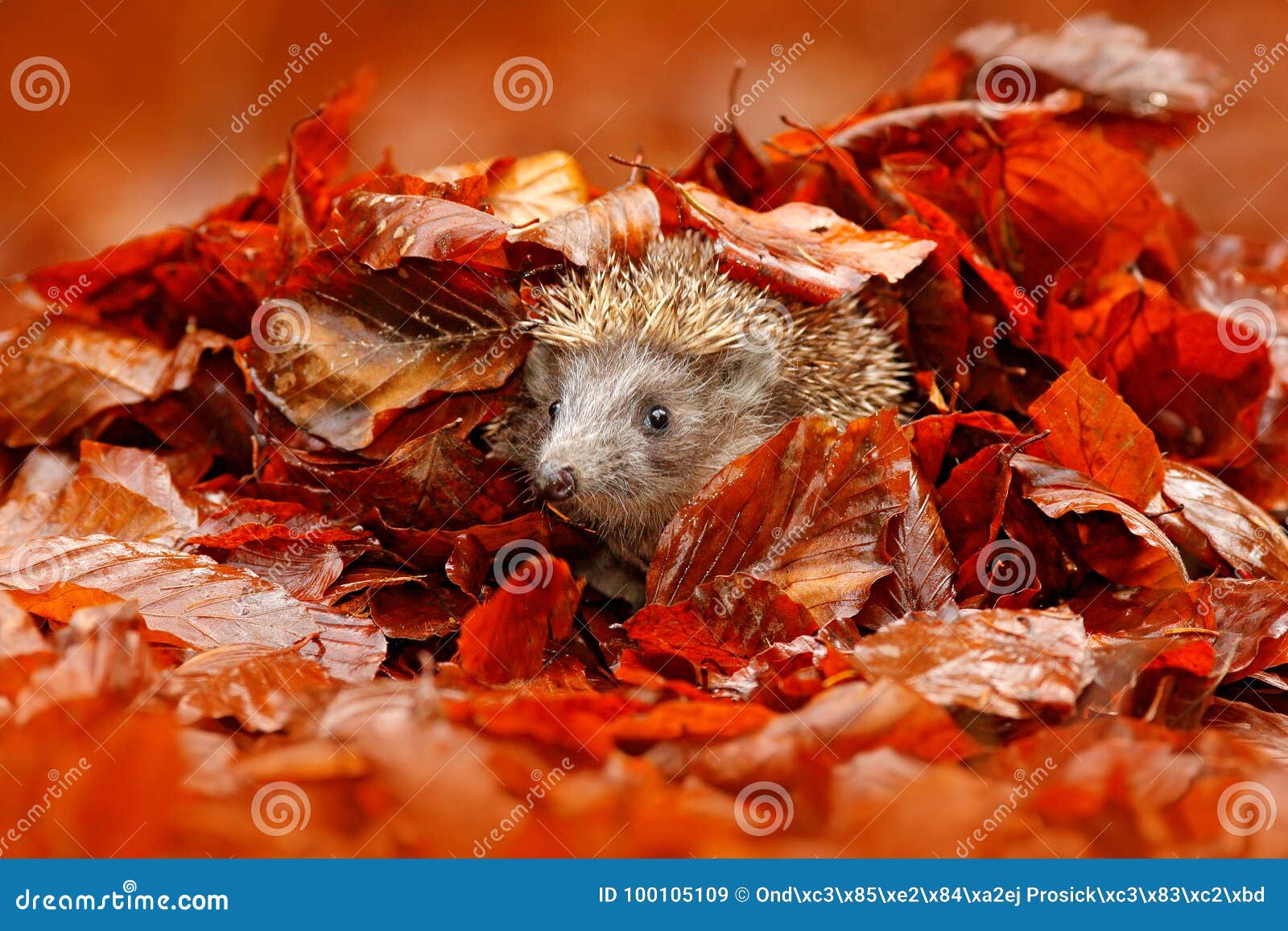 autumn orange leaves with hedgehog. european hedgehog, erinaceus europaeus, on a green moss at the forest, photo with wide angle.
