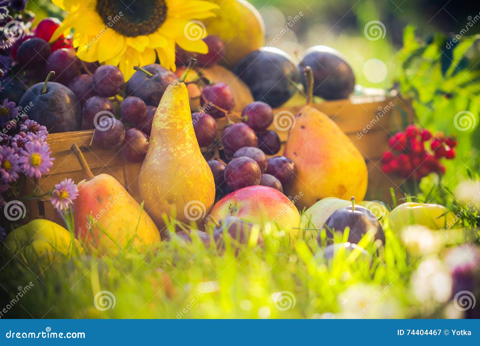 Autumn Orchard Fruit Crops Grass Sunset Stock Image Image of food