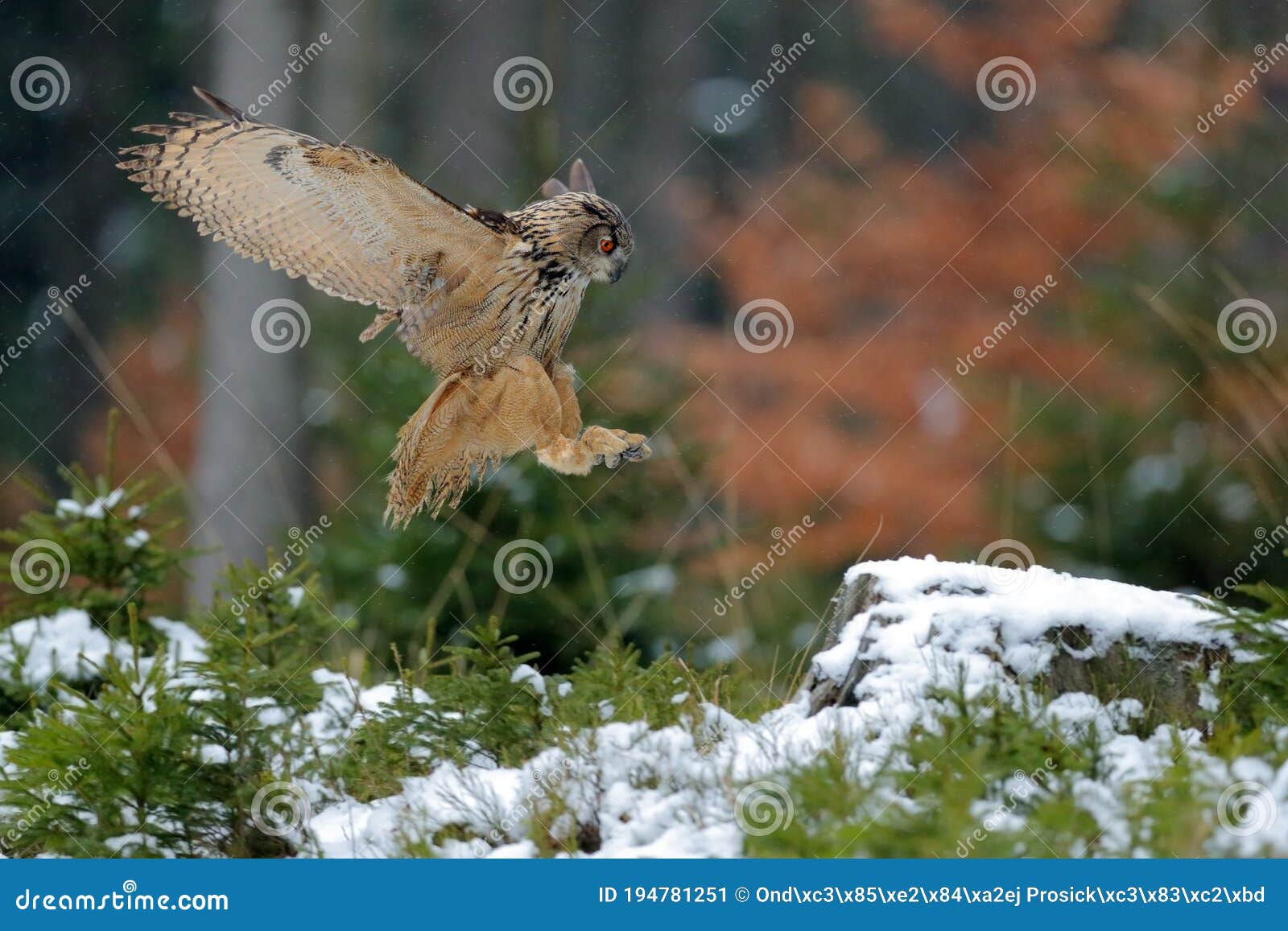 autumn owl fly.  eurasian eagle owl, bubo bubo, with open wings in flight, forest habitat in background, orange autumn trees.