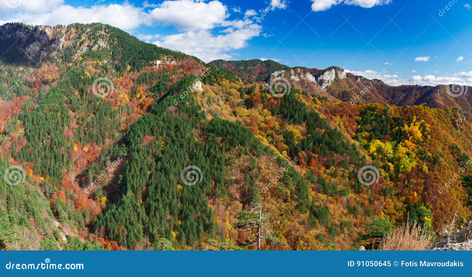 Autumn panorama. Colorful forest during autumn season