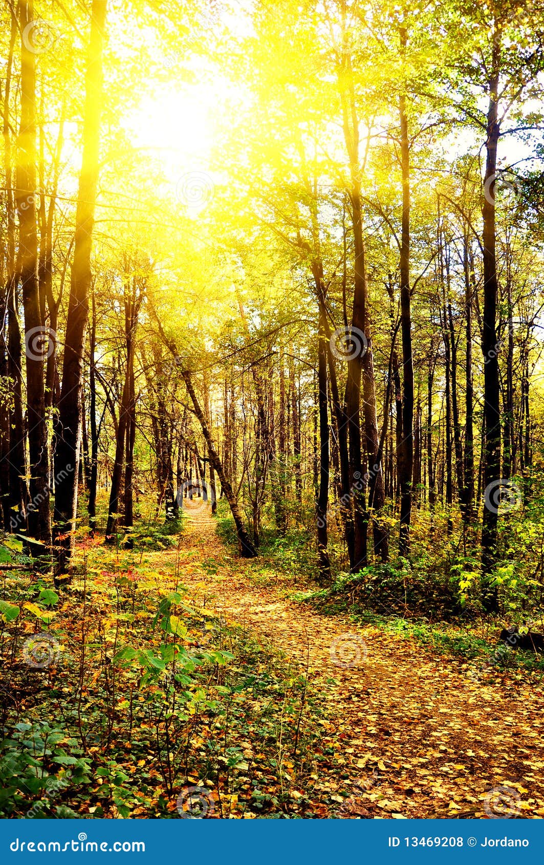 Autumn in the park stock photo. Image of colors, bright - 13469208