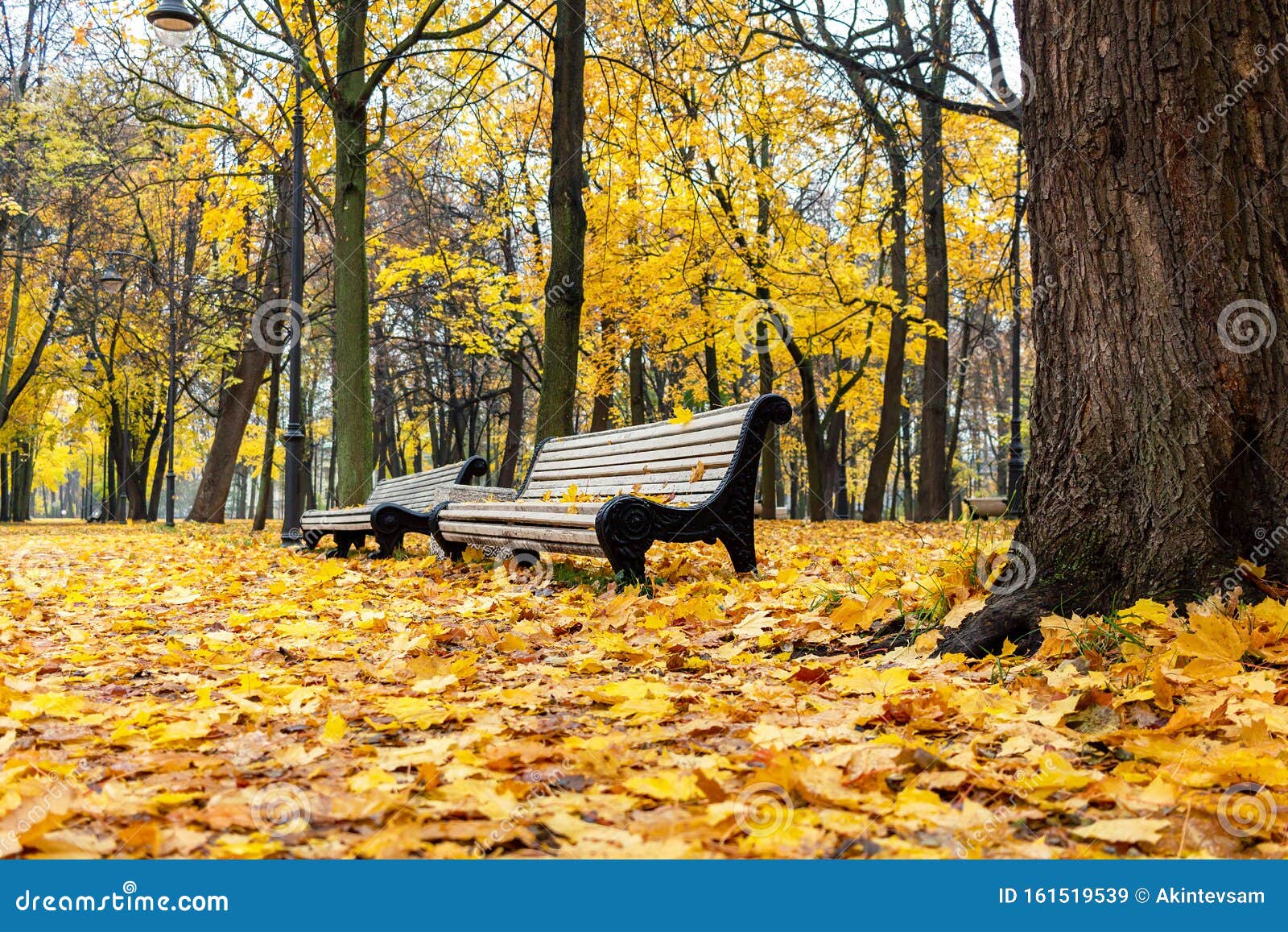 Autumn Park with White Benches and Bright Yellow Fallen Leaves. Morning ...