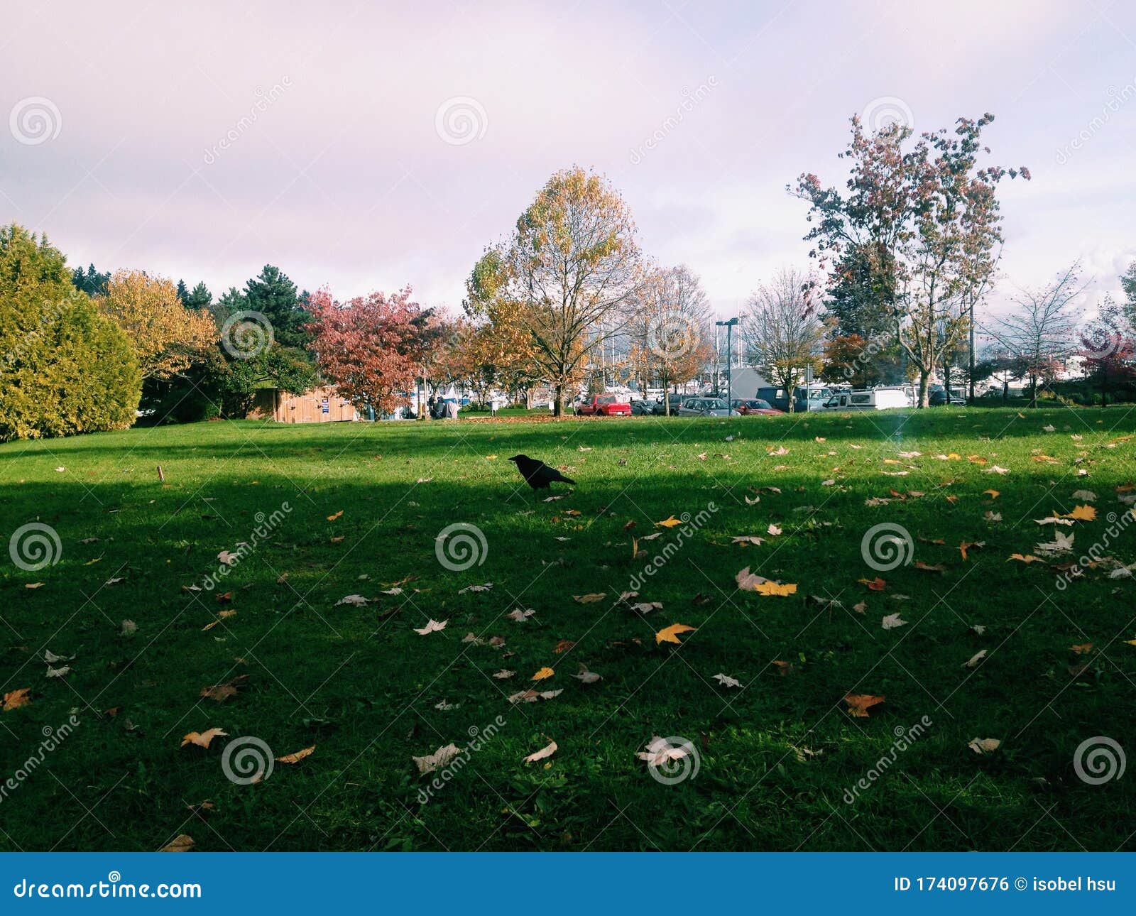 autumn scene in stanley park, vancouver canada