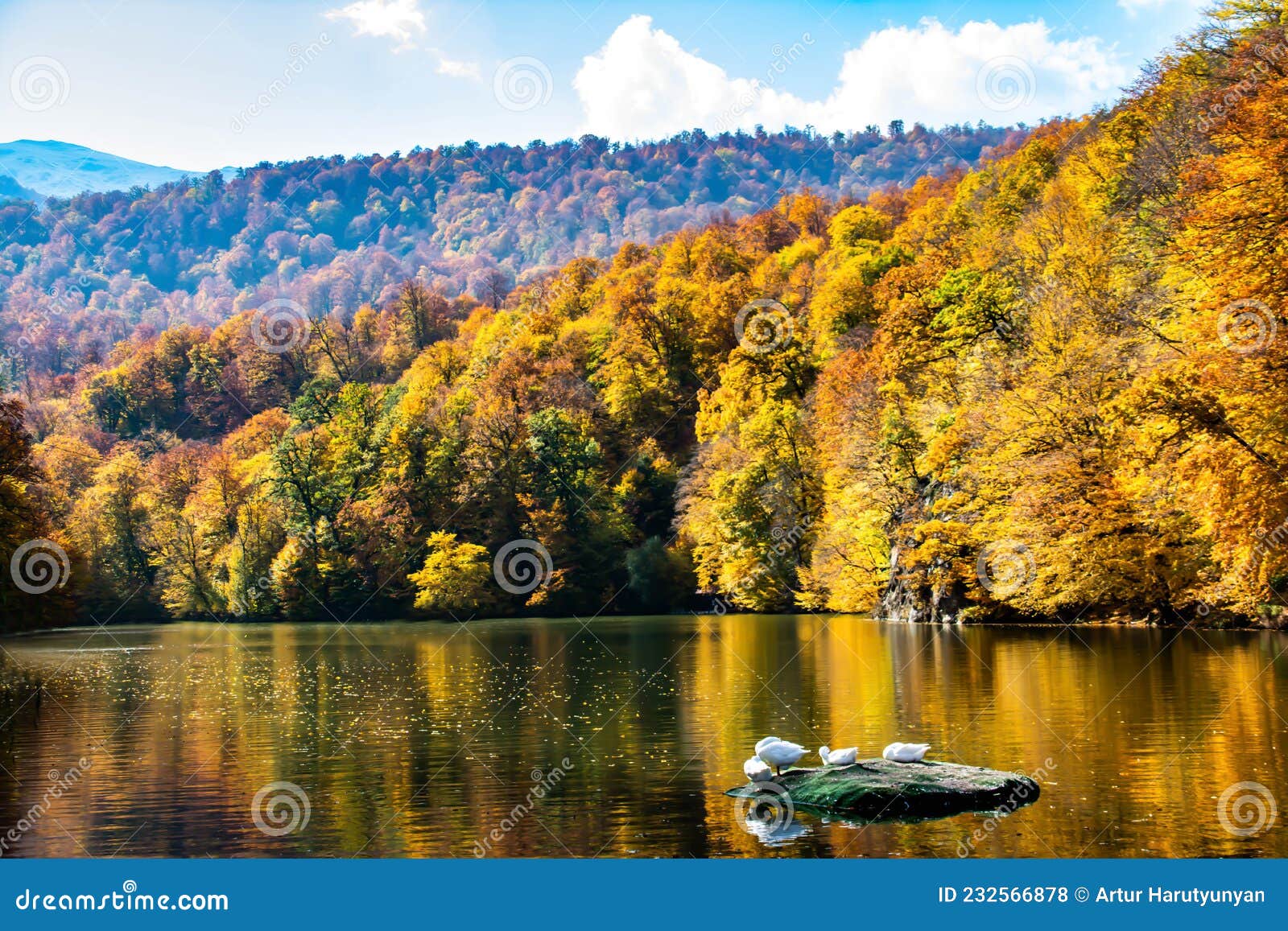 Lake Surrounded by Yellow Autumn Forest. Lake in the Autumn Forest. the Forest Turned Yellow. Beautiful Autumn Landscape Stock - Image of season, foliage: 232566878