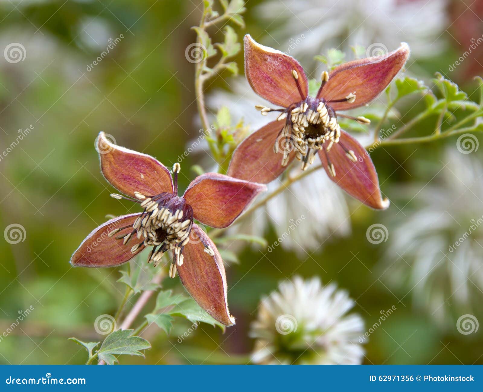 Autumn Plant with Flower and Seeds Stock Photo Image of purple, seed