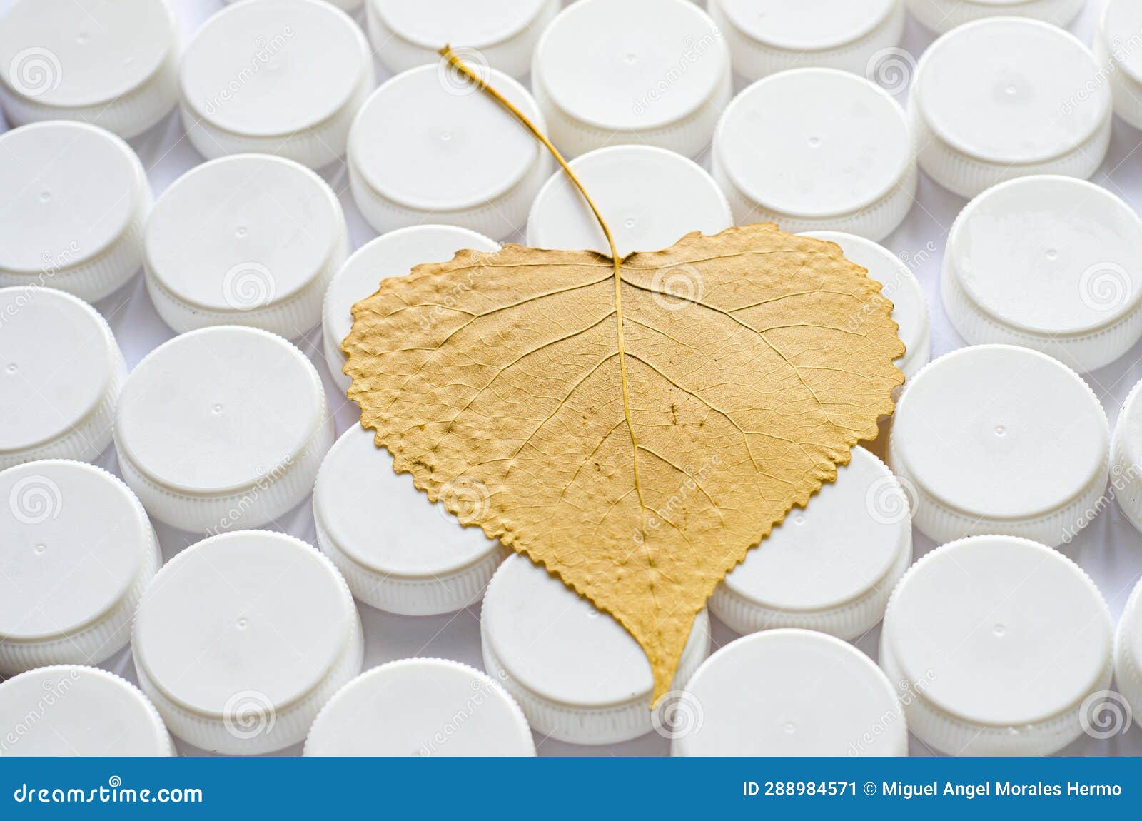 an autumn poplar leaf on white plastic