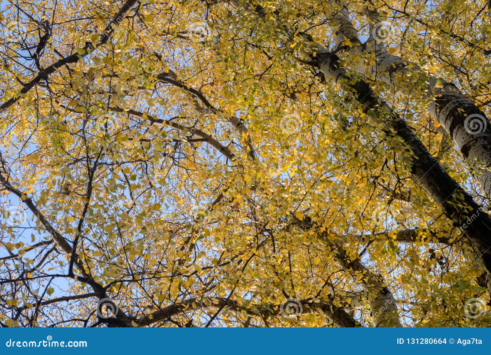 Autumn Poplar Tree Branches with Yellow Leaves Stock Photo Image of