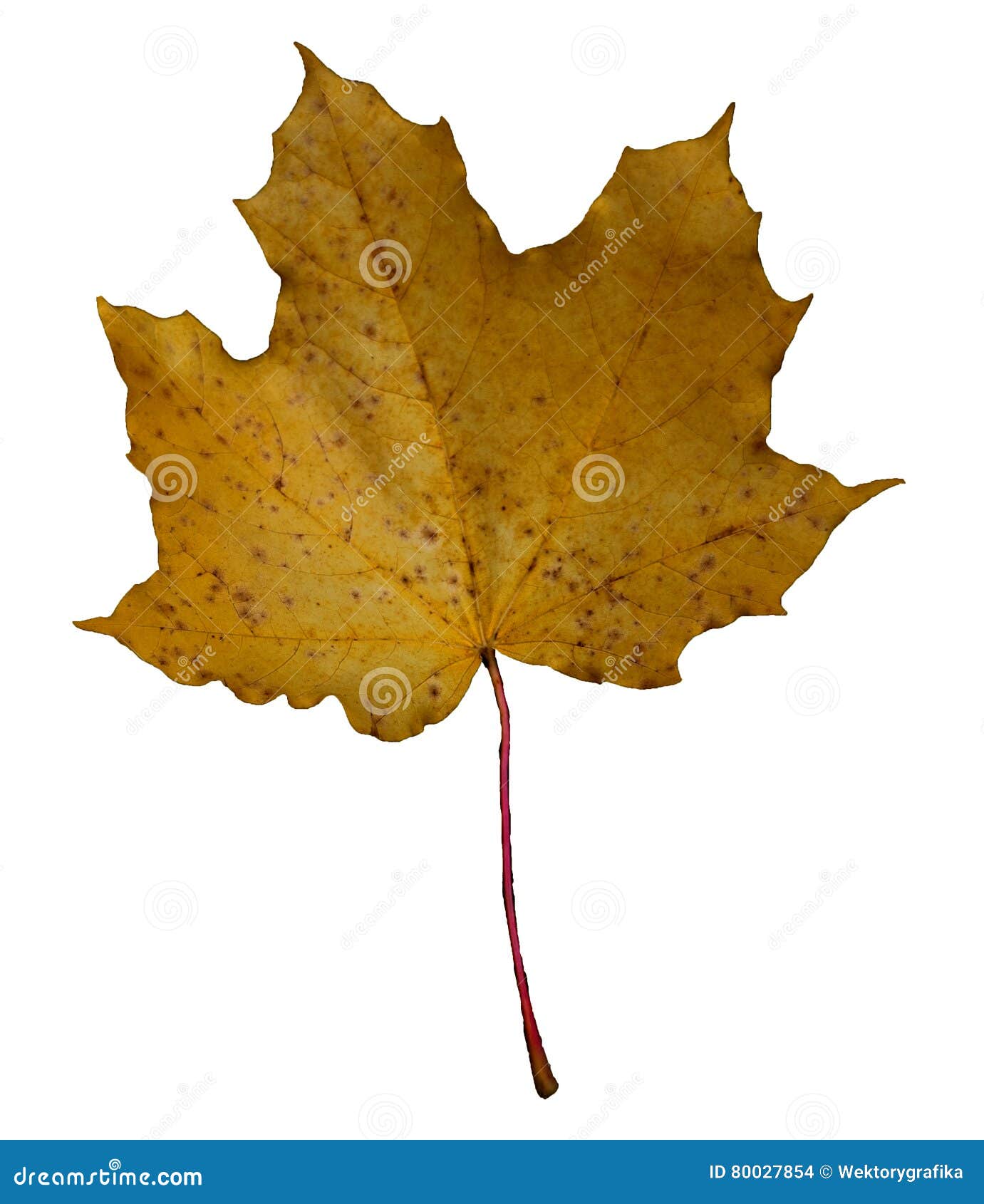 autumn real single leaf picture. beautiful  isolate