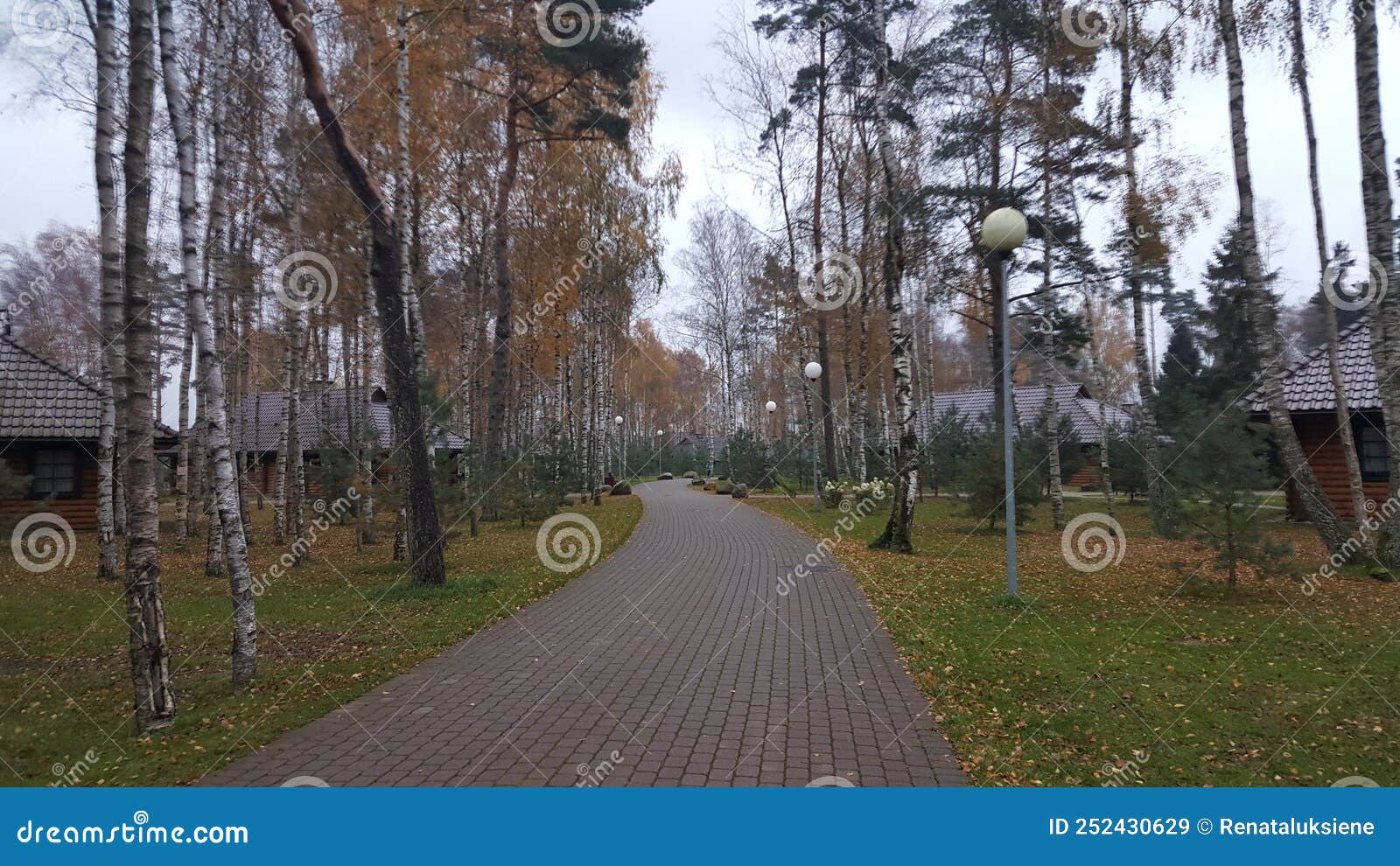 a walking path between birches and wooden houses