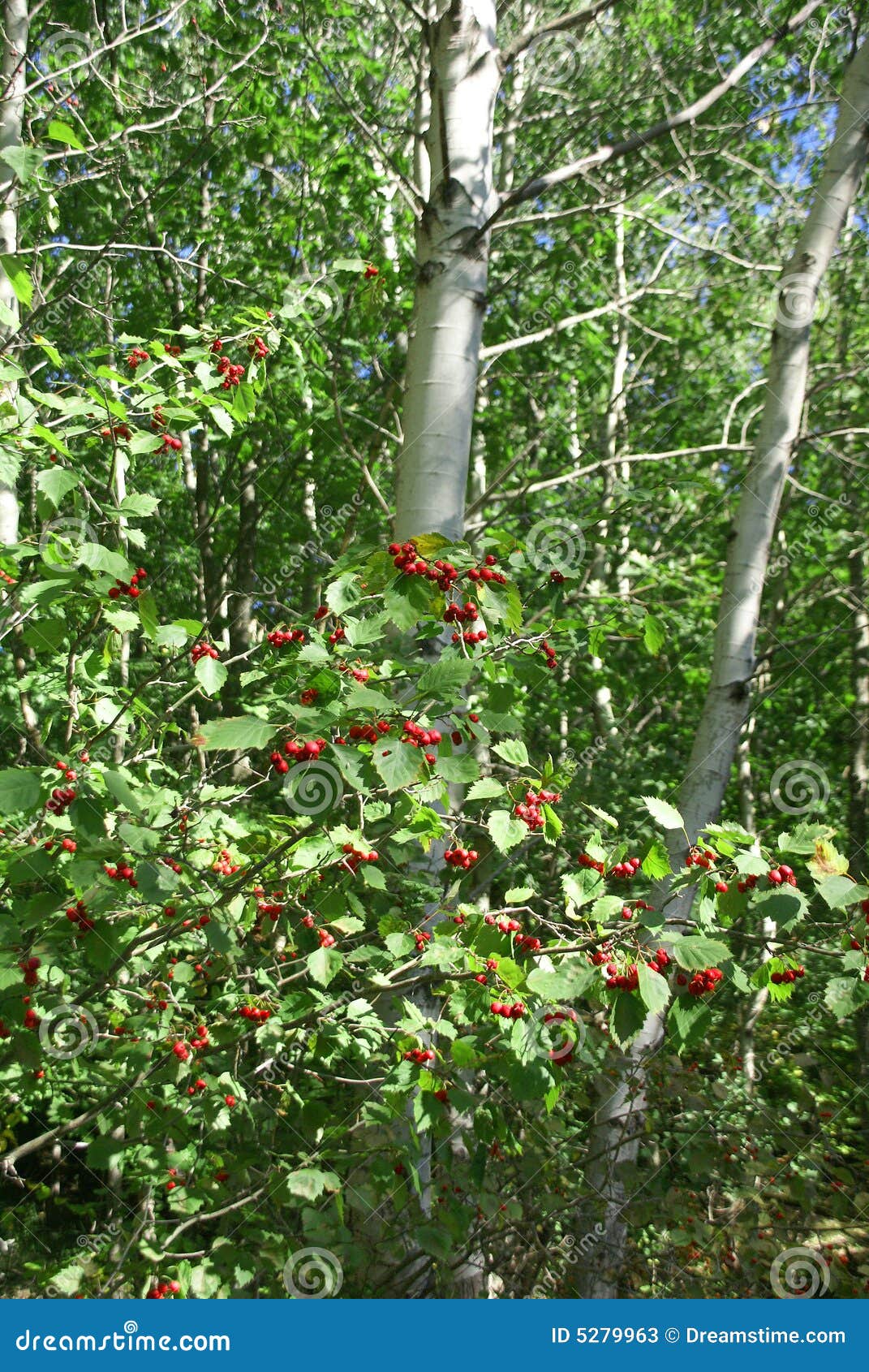 Autumn, Red Berries and White Birch Forest Stock Image Image of bark