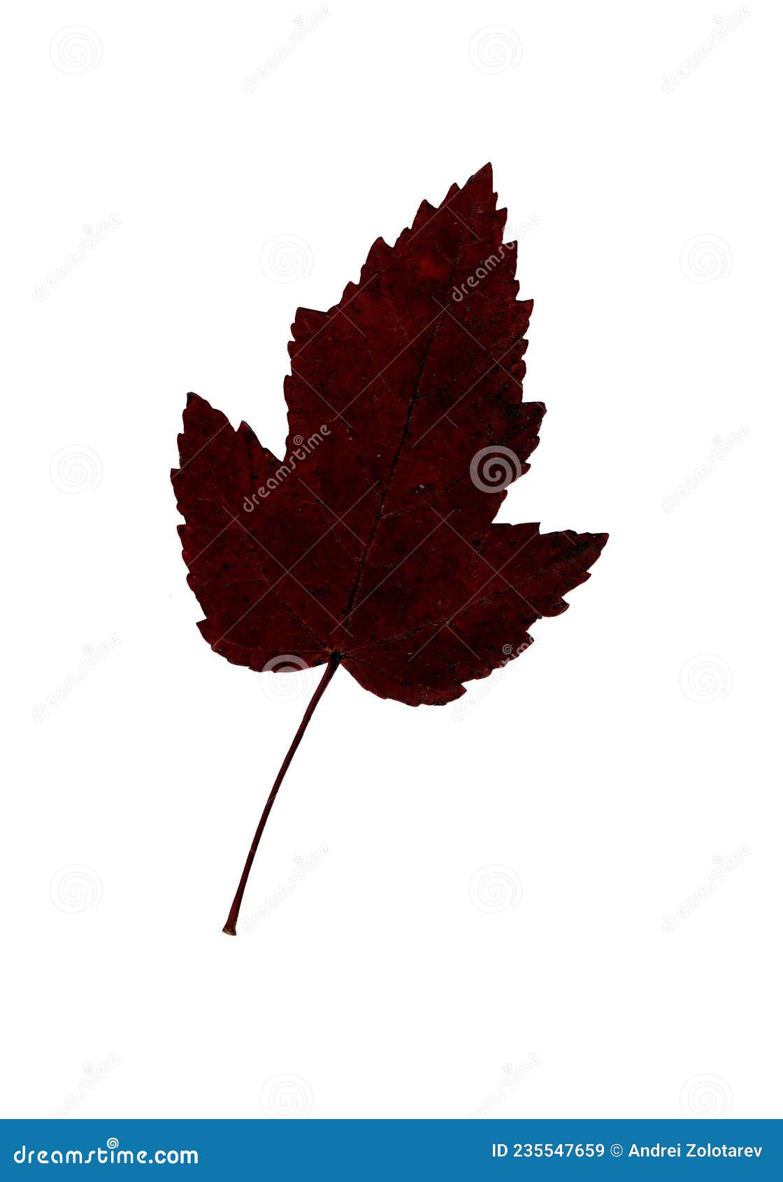 autumn red leaf, herbarium. shooting close-up.