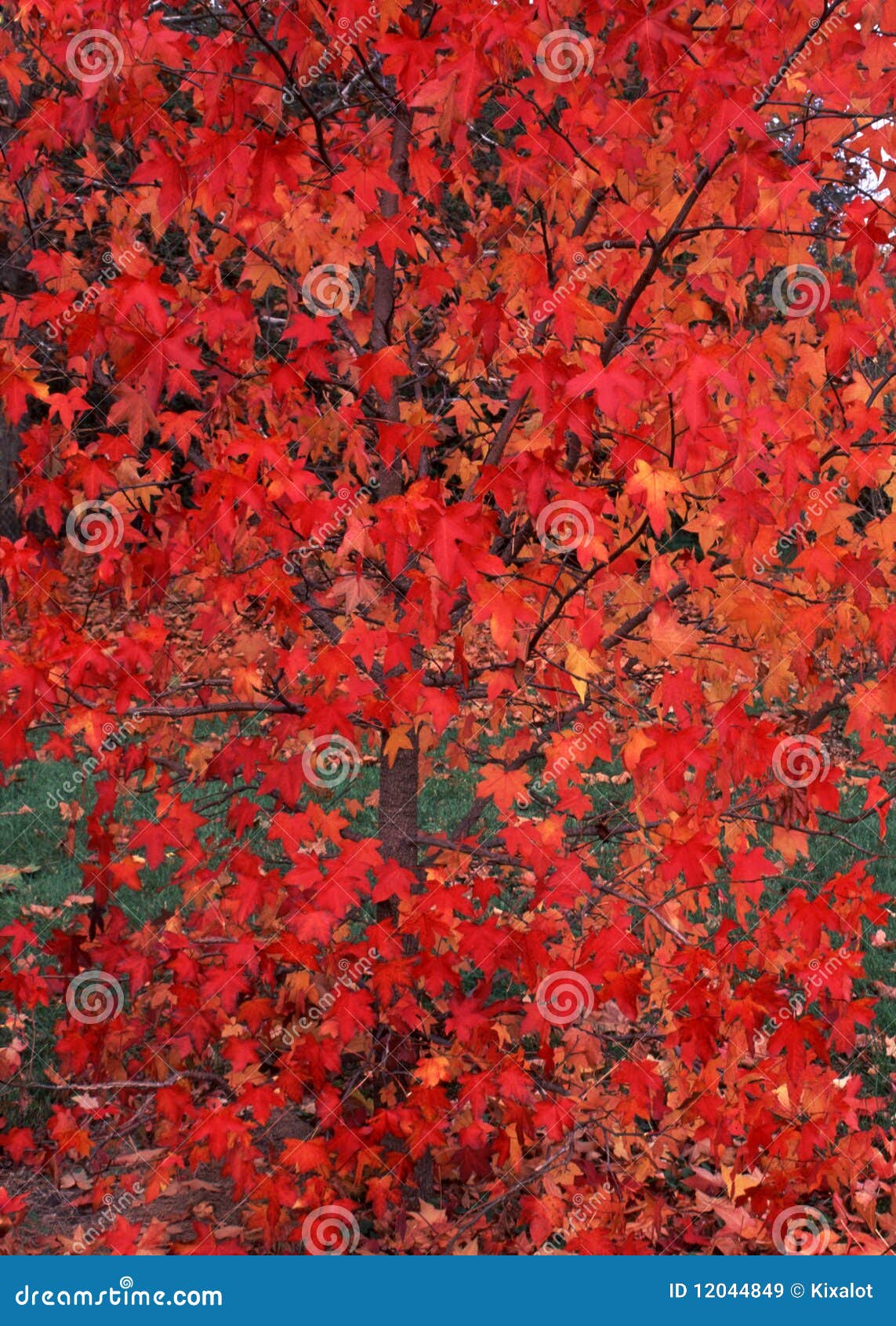 Autumn Red Maple Leaf Background Stock Image Image of autumn, tree